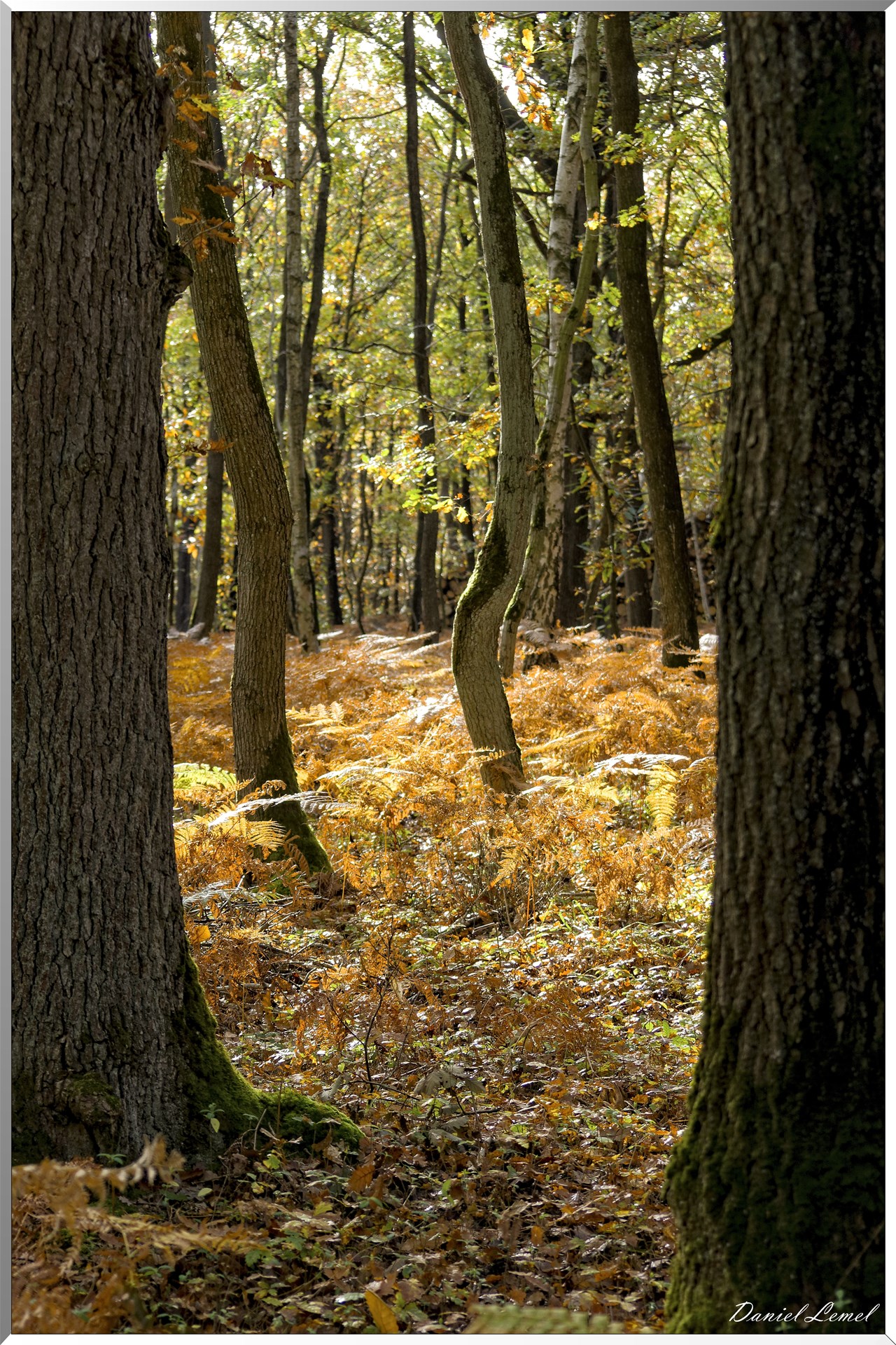 Bois de Brillehaut à l'Automne
