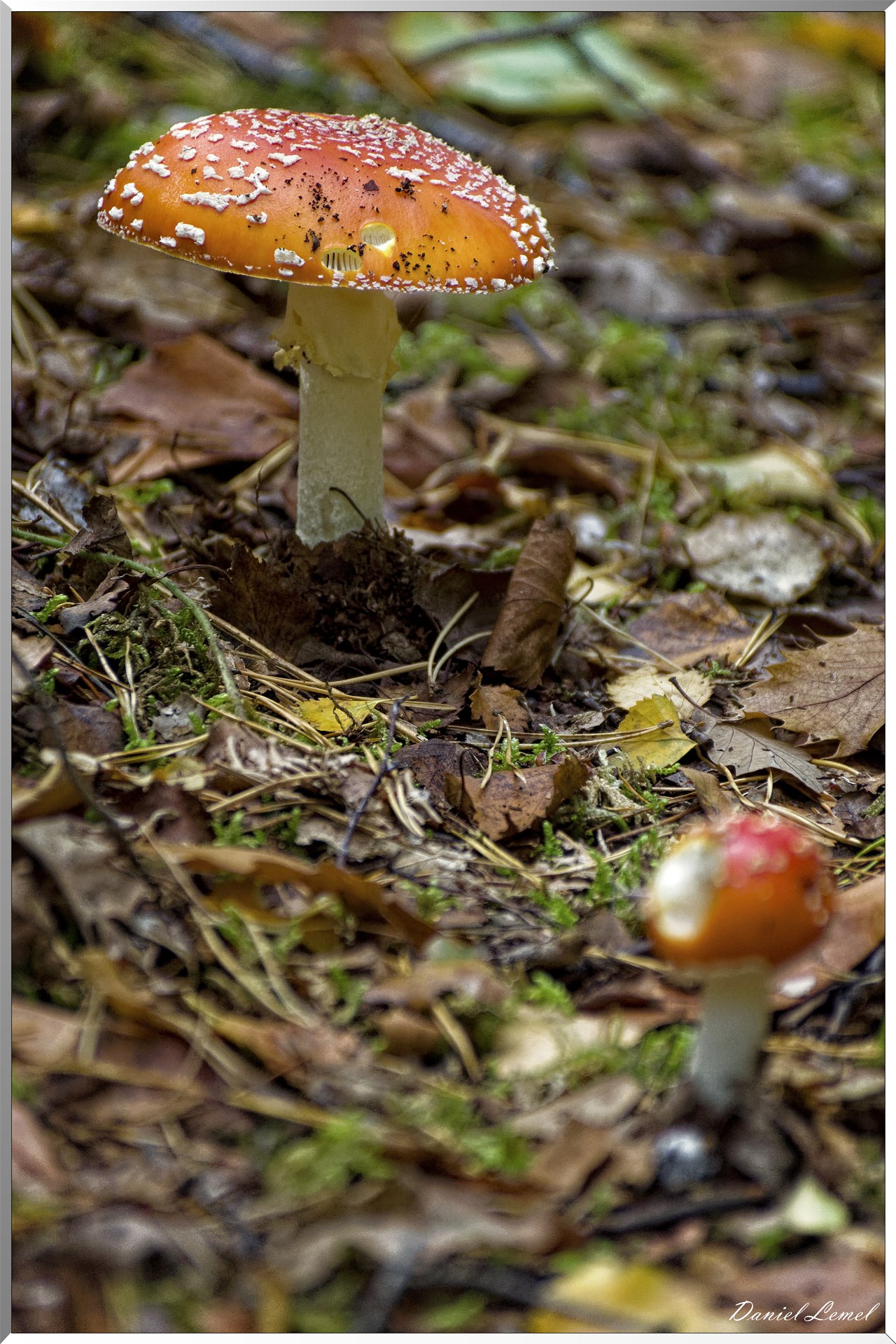 Bois de Brillehaut à l'Automne