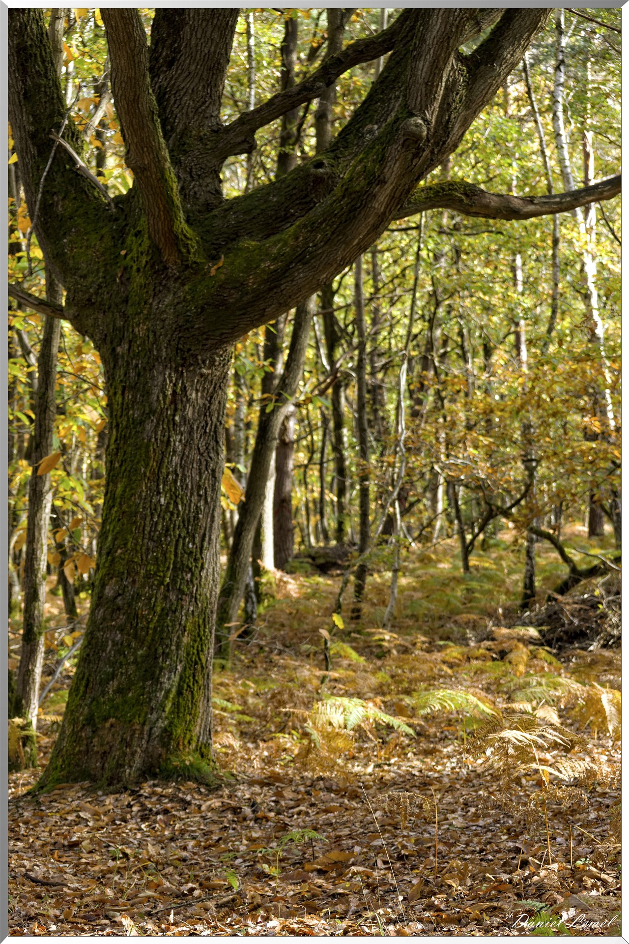 Bois de Brillehaut à l'Automne
