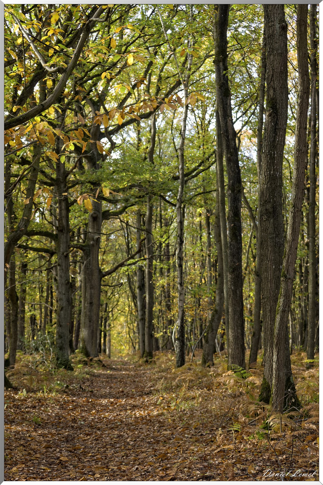 Bois de Brillehaut à l'Automne