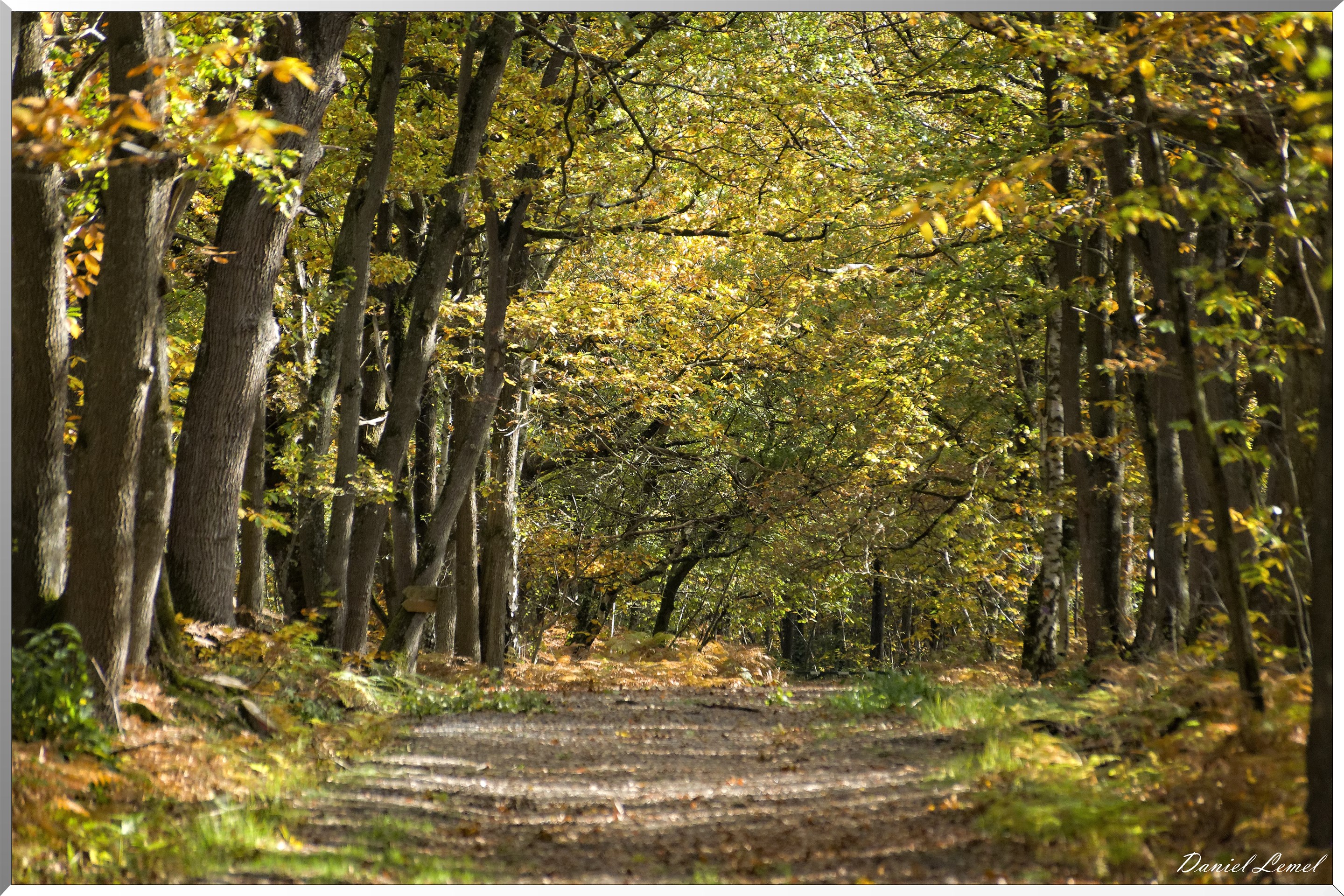 Bois de Brillehaut à l'Automne