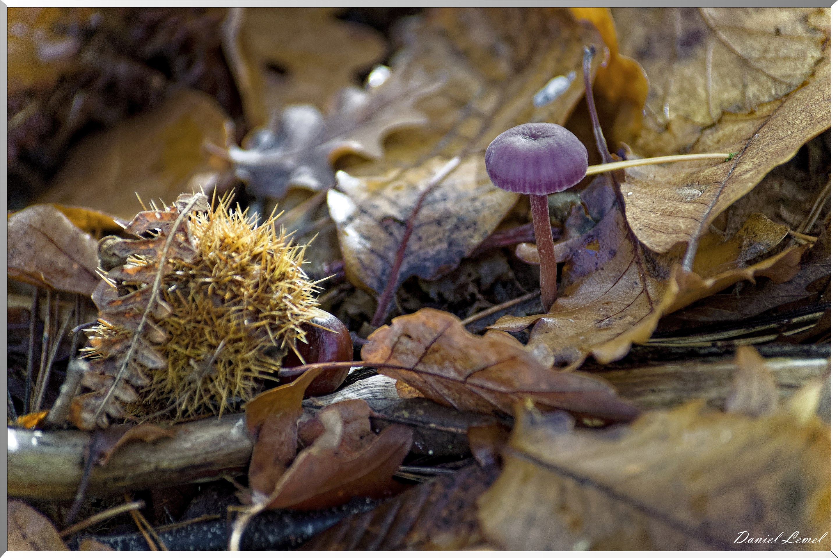 Bois de Brillehaut à l'Automne