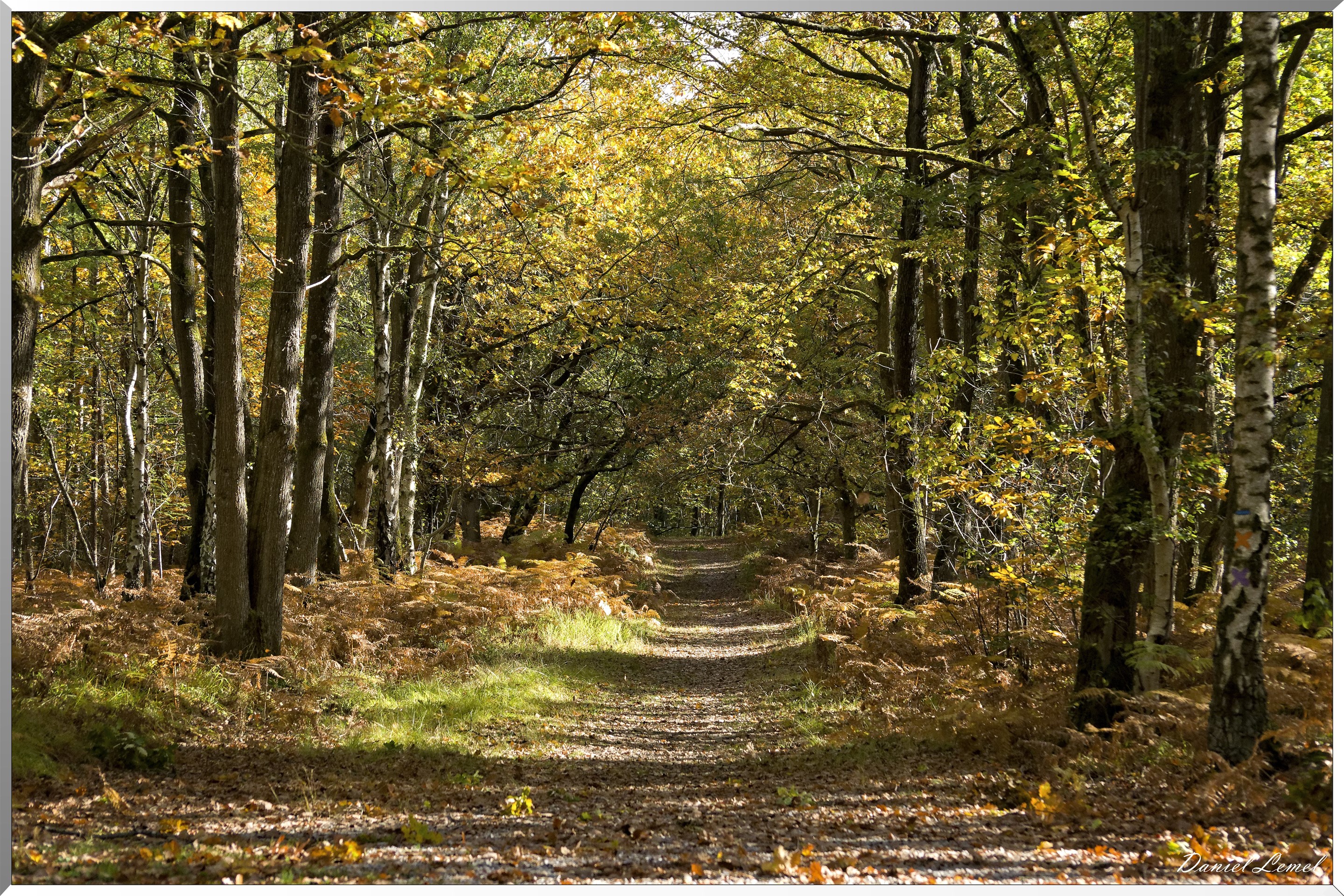 Bois de Brillehaut à l'Automne