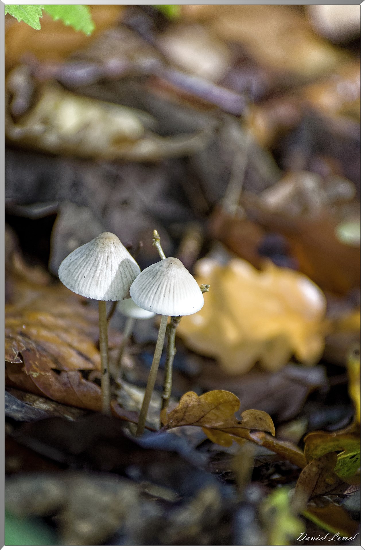 Bois de Brillehaut à l'Automne