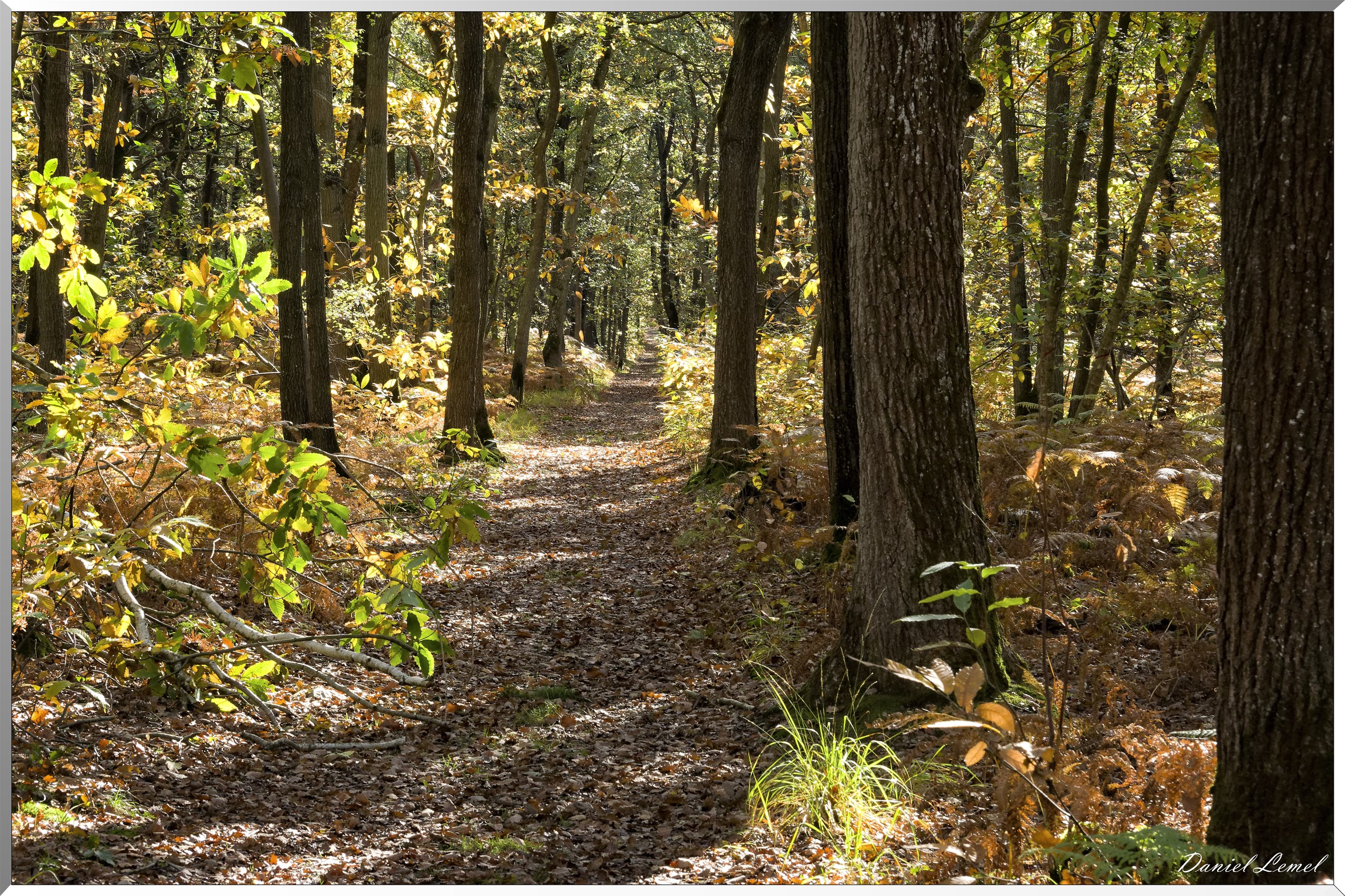 Bois de Brillehaut à l'Automne