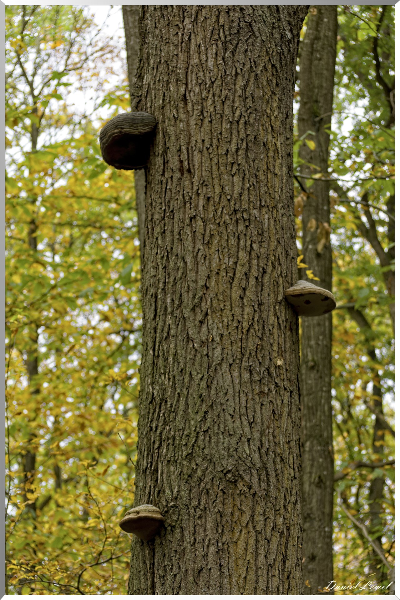 Bois de Brillehaut à l'Automne