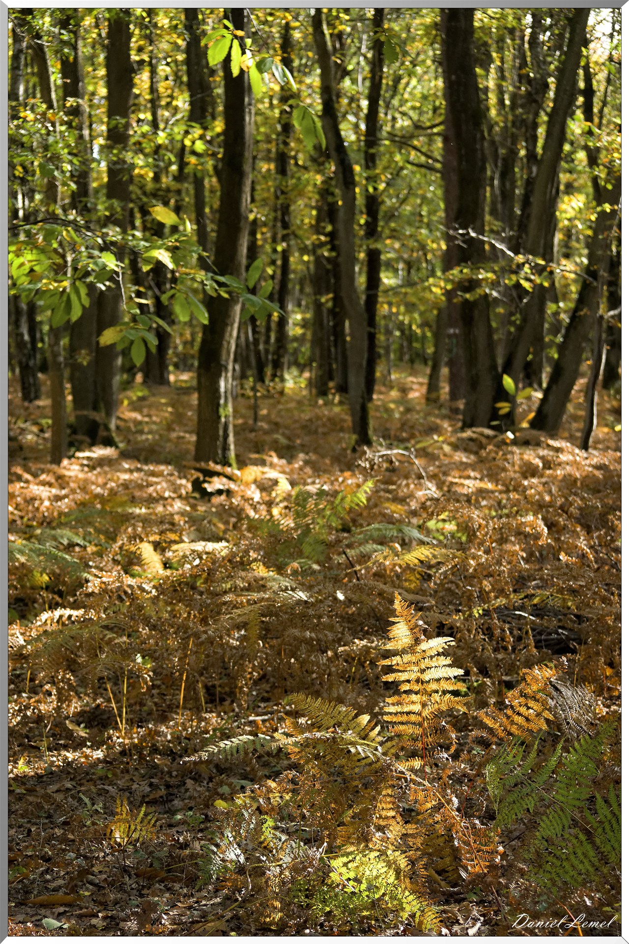 Bois de Brillehaut à l'Automne
