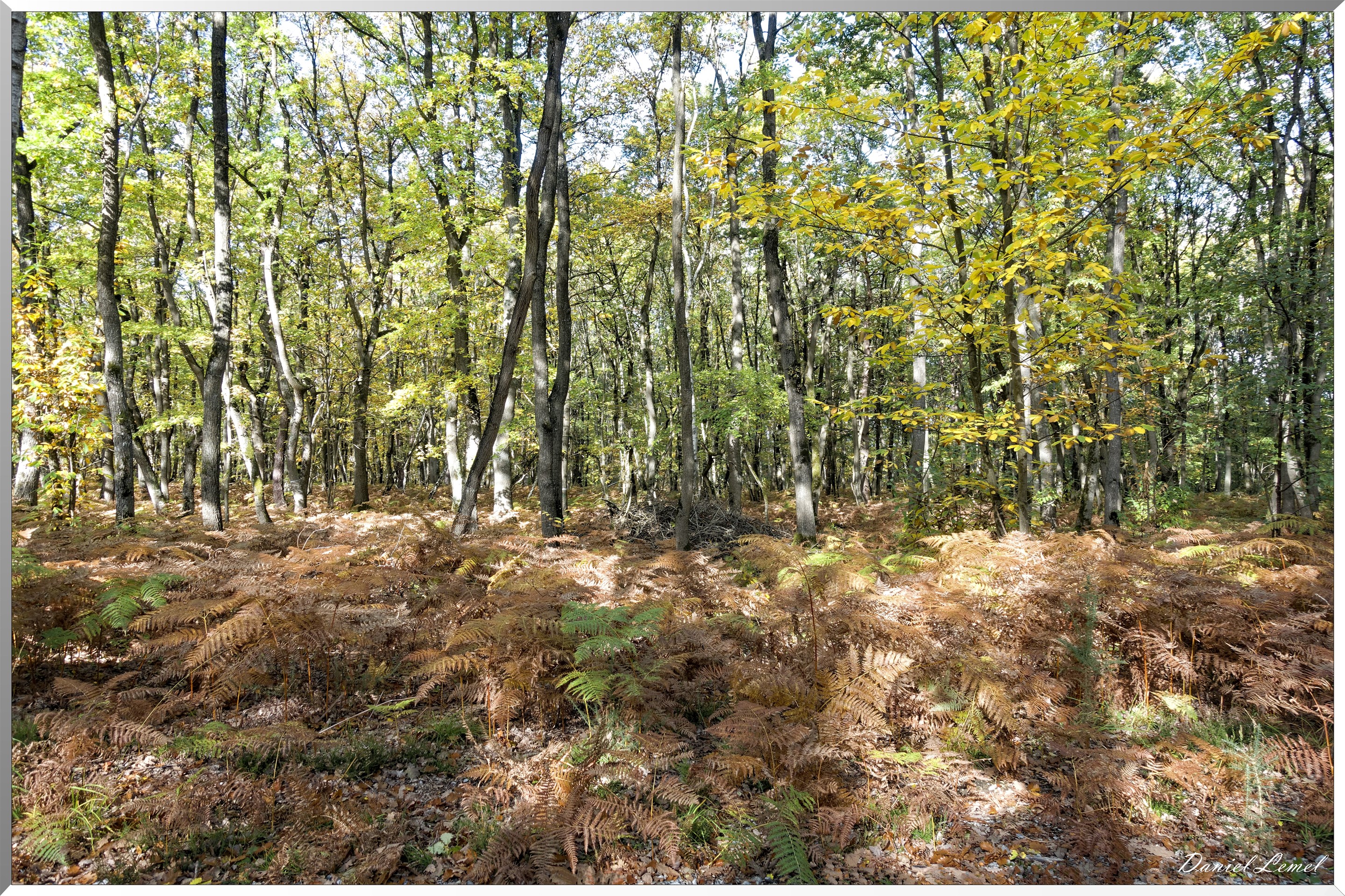 Bois de Brillehaut à l'Automne