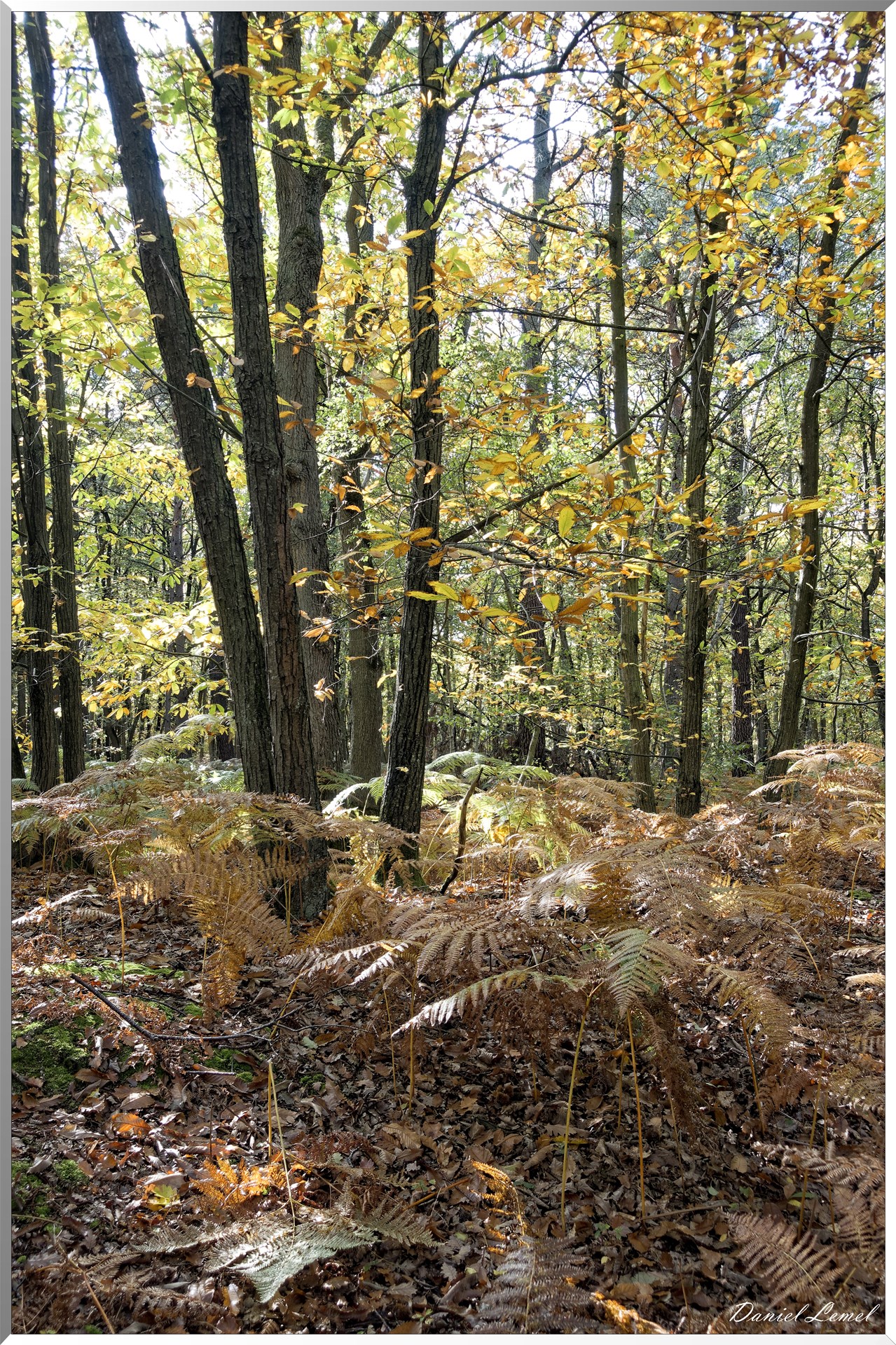 Bois de Brillehaut à l'Automne