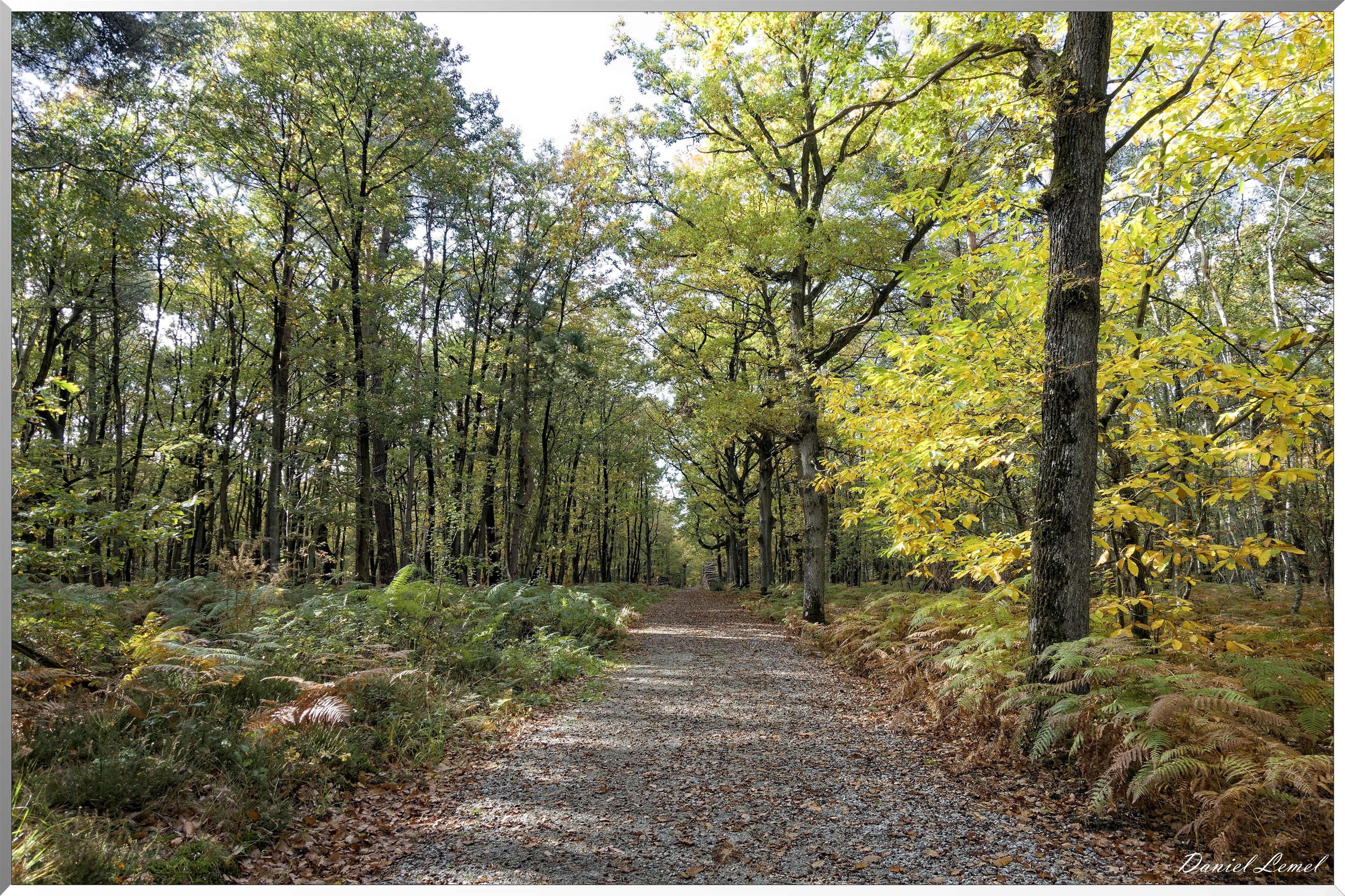 Bois de Brillehaut à l'Automne