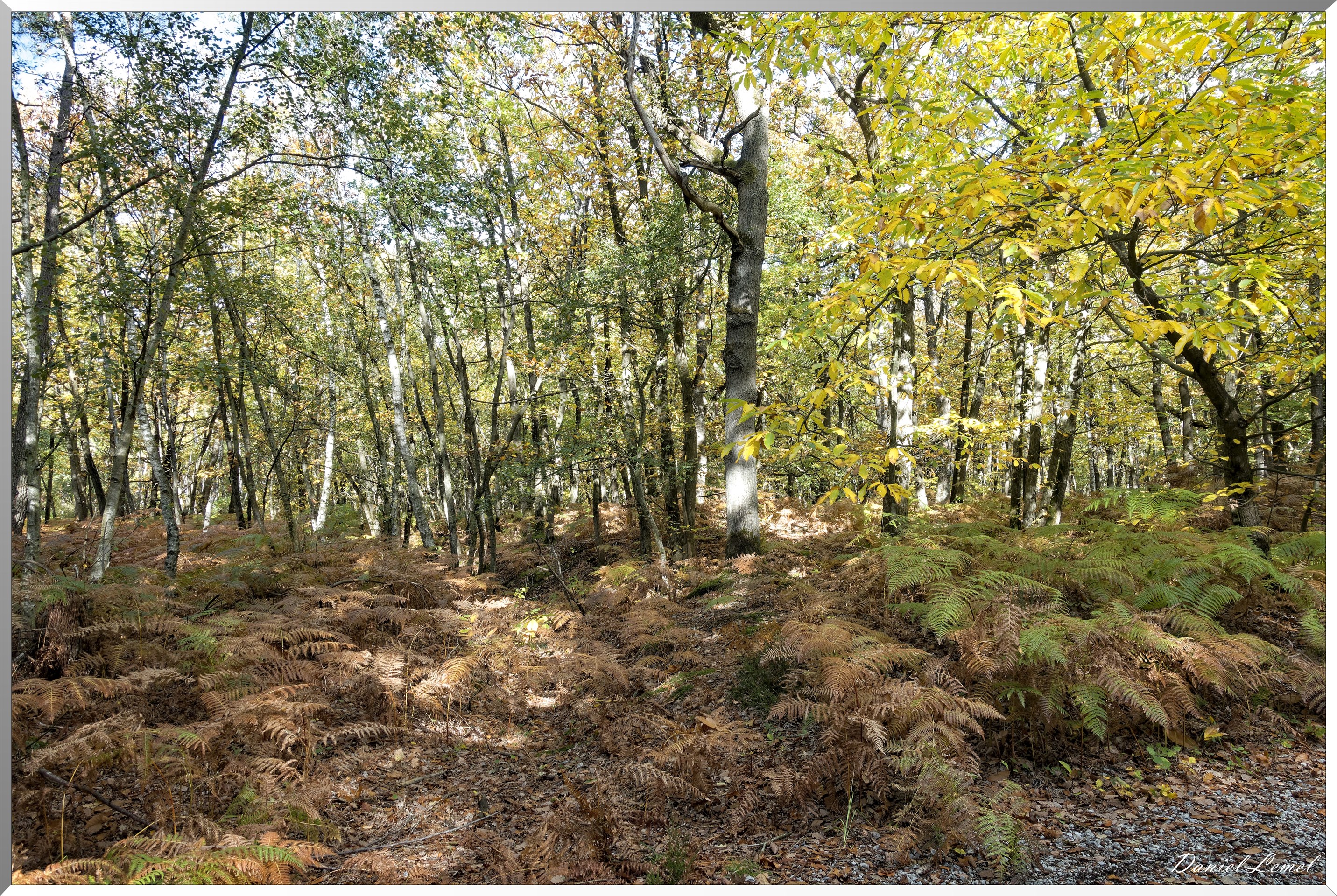 Bois de Brillehaut à l'Automne