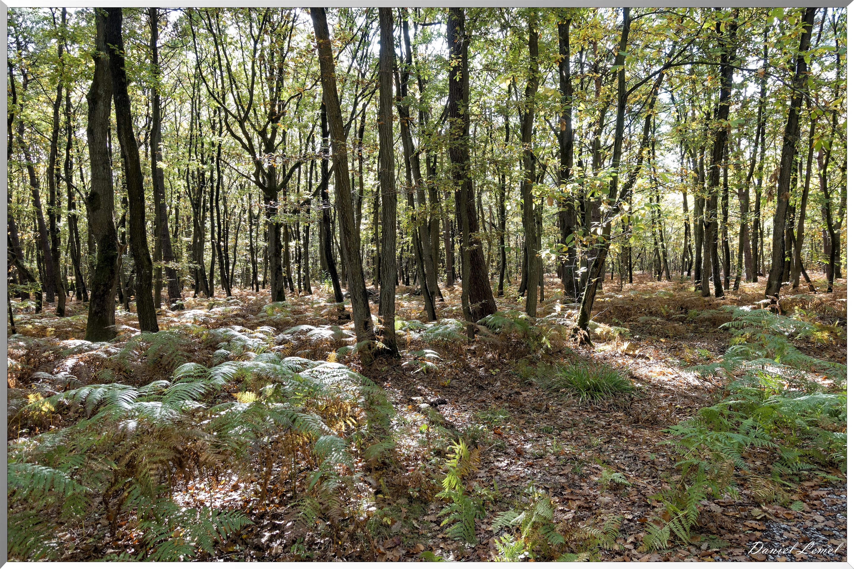 Bois de Brillehaut à l'Automne