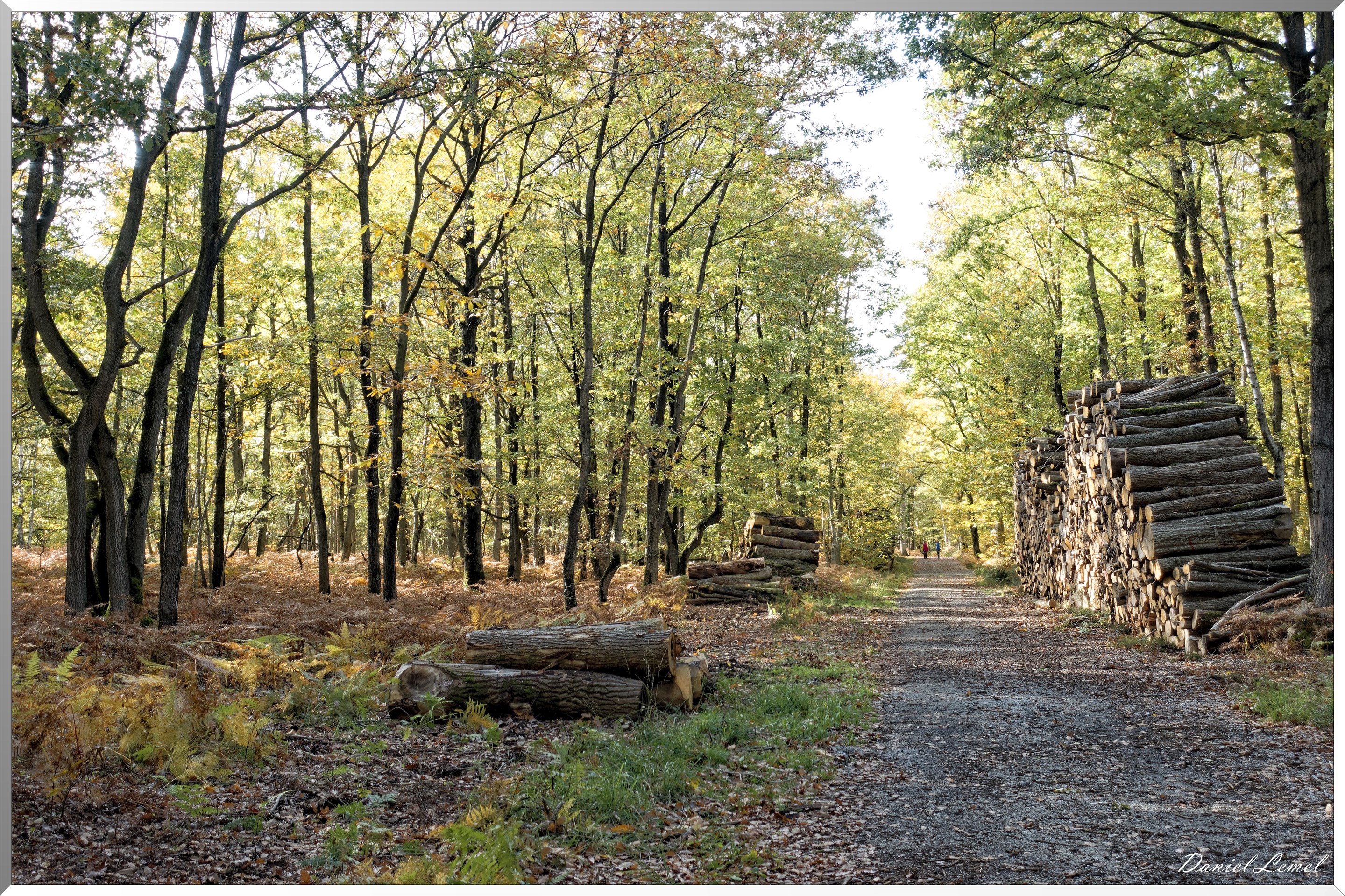 Bois de Brillehaut à l'Automne