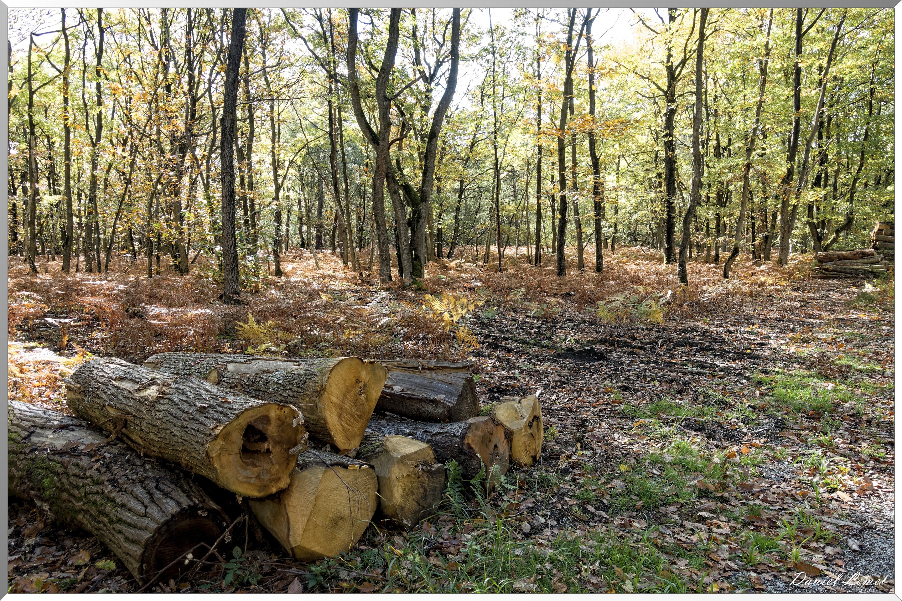 Bois de Brillehaut à l'Automne