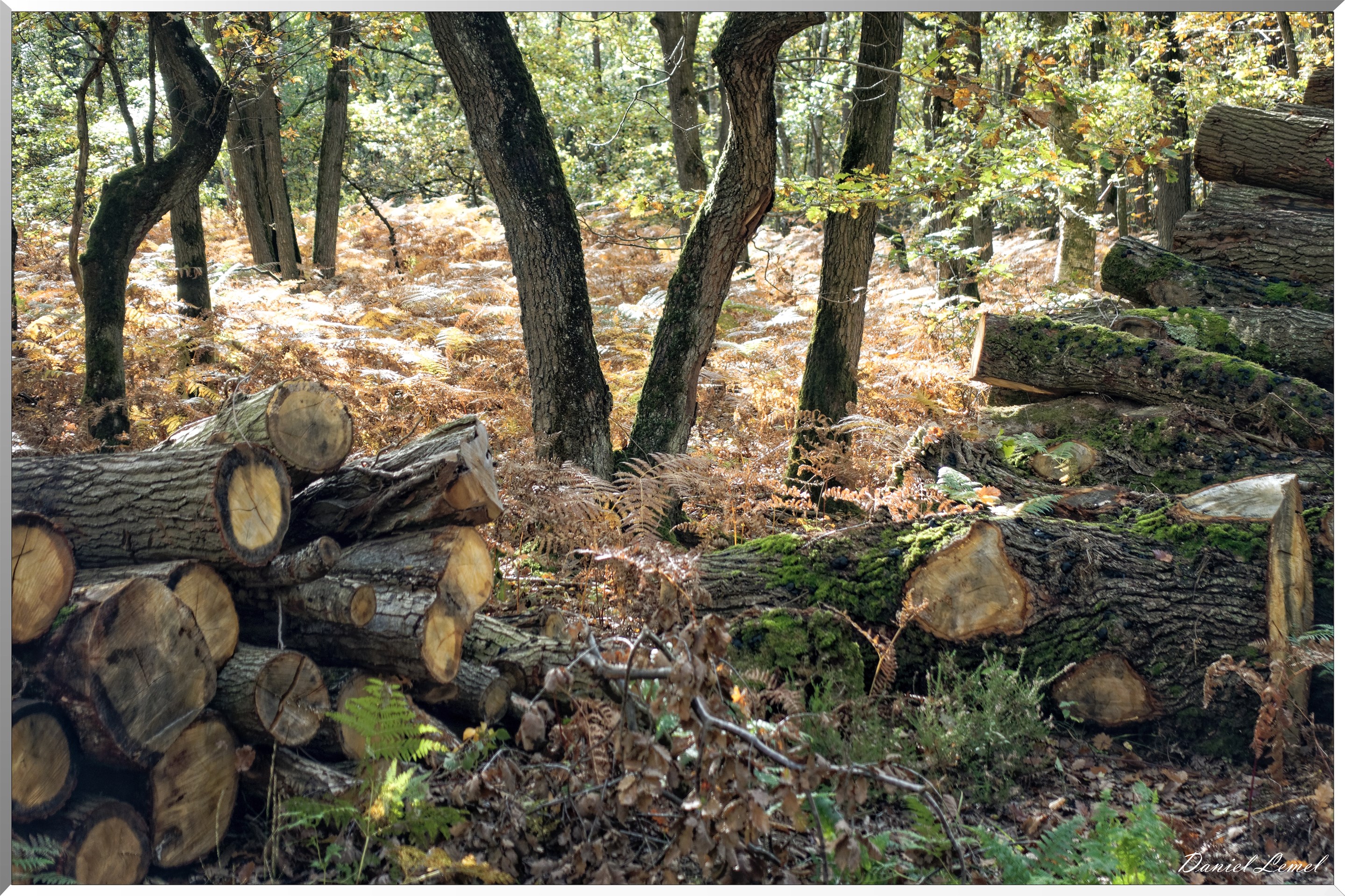 Bois de Brillehaut à l'Automne