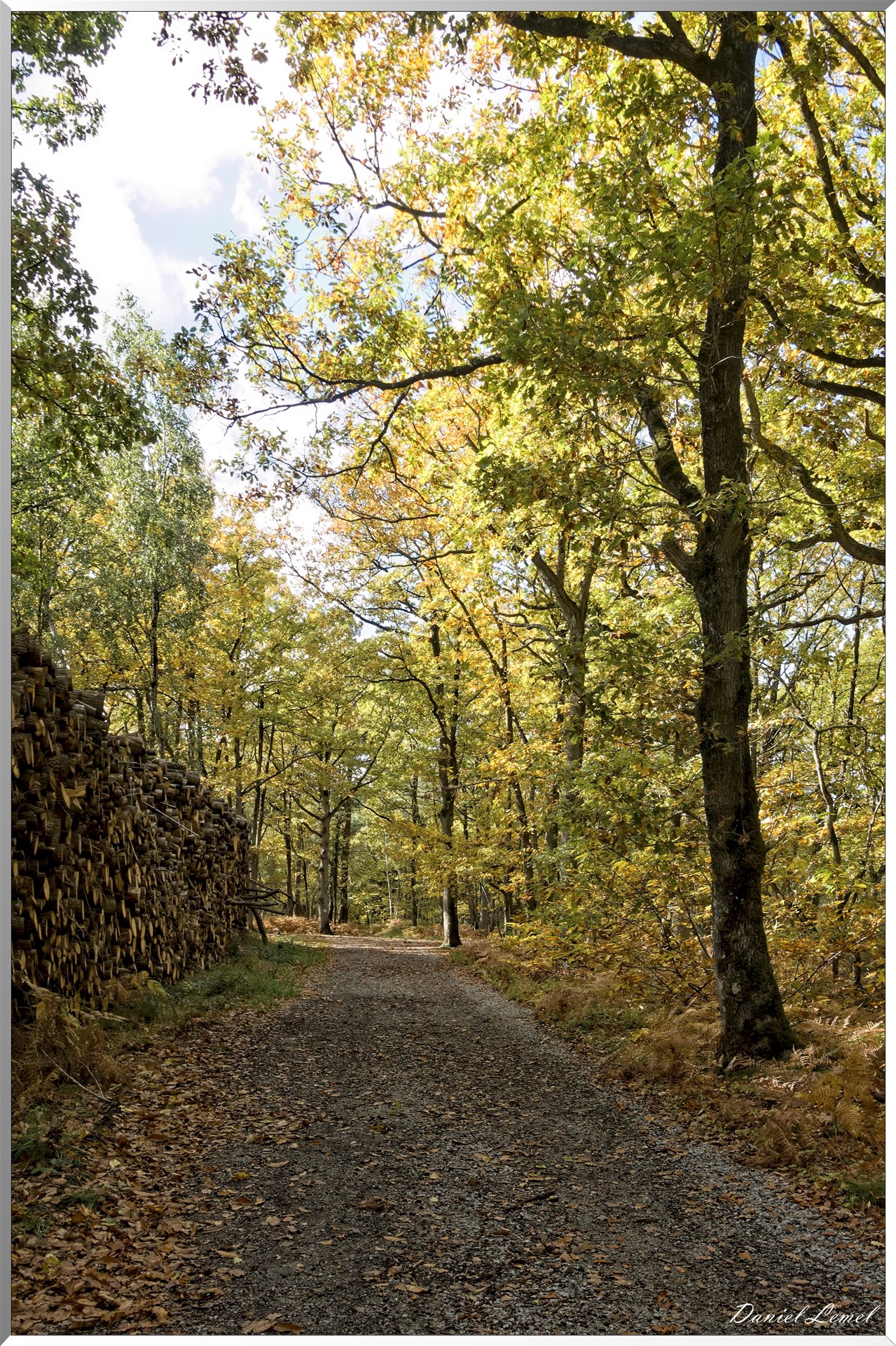 Bois de Brillehaut à l'Automne