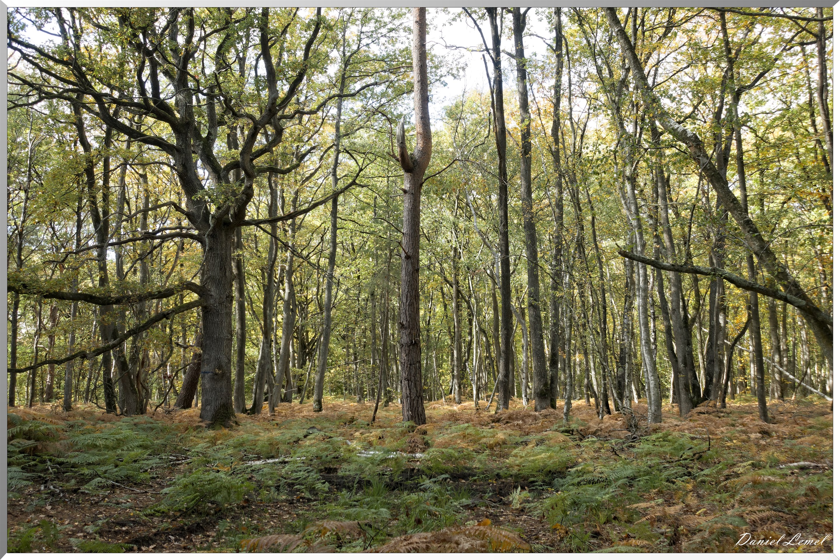 Bois de Brillehaut à l'Automne