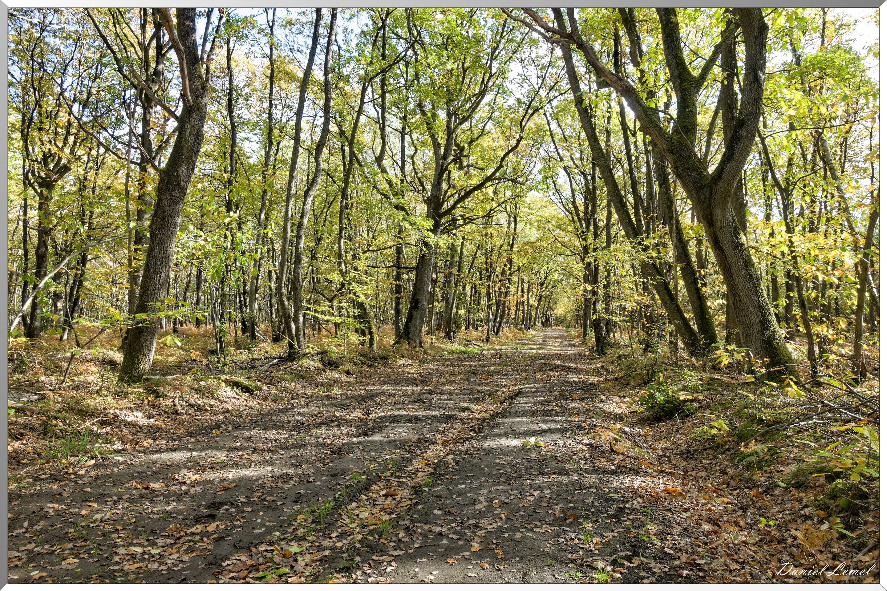 Bois de Brillehaut à l'Automne
