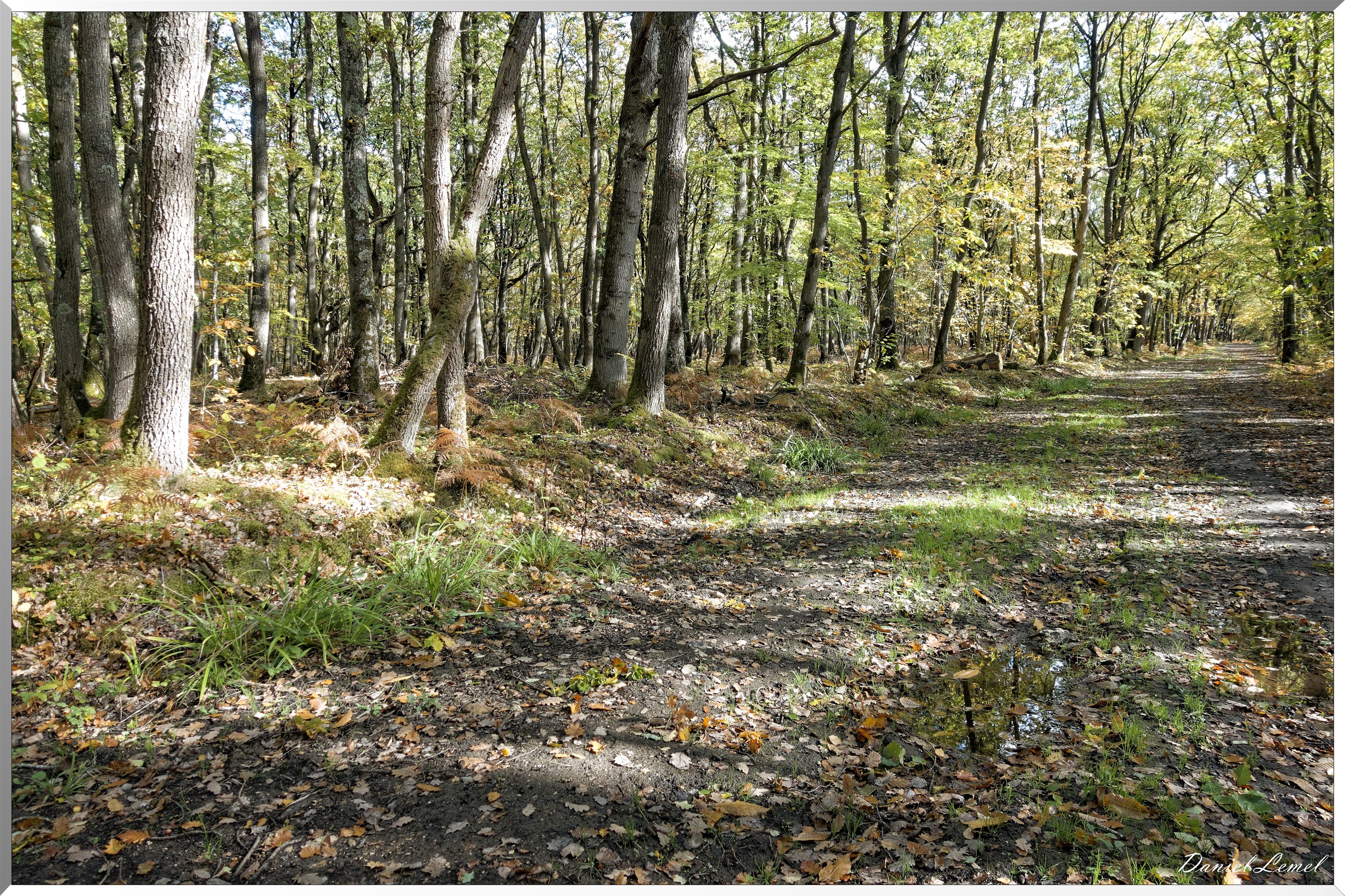 Bois de Brillehaut à l'Automne