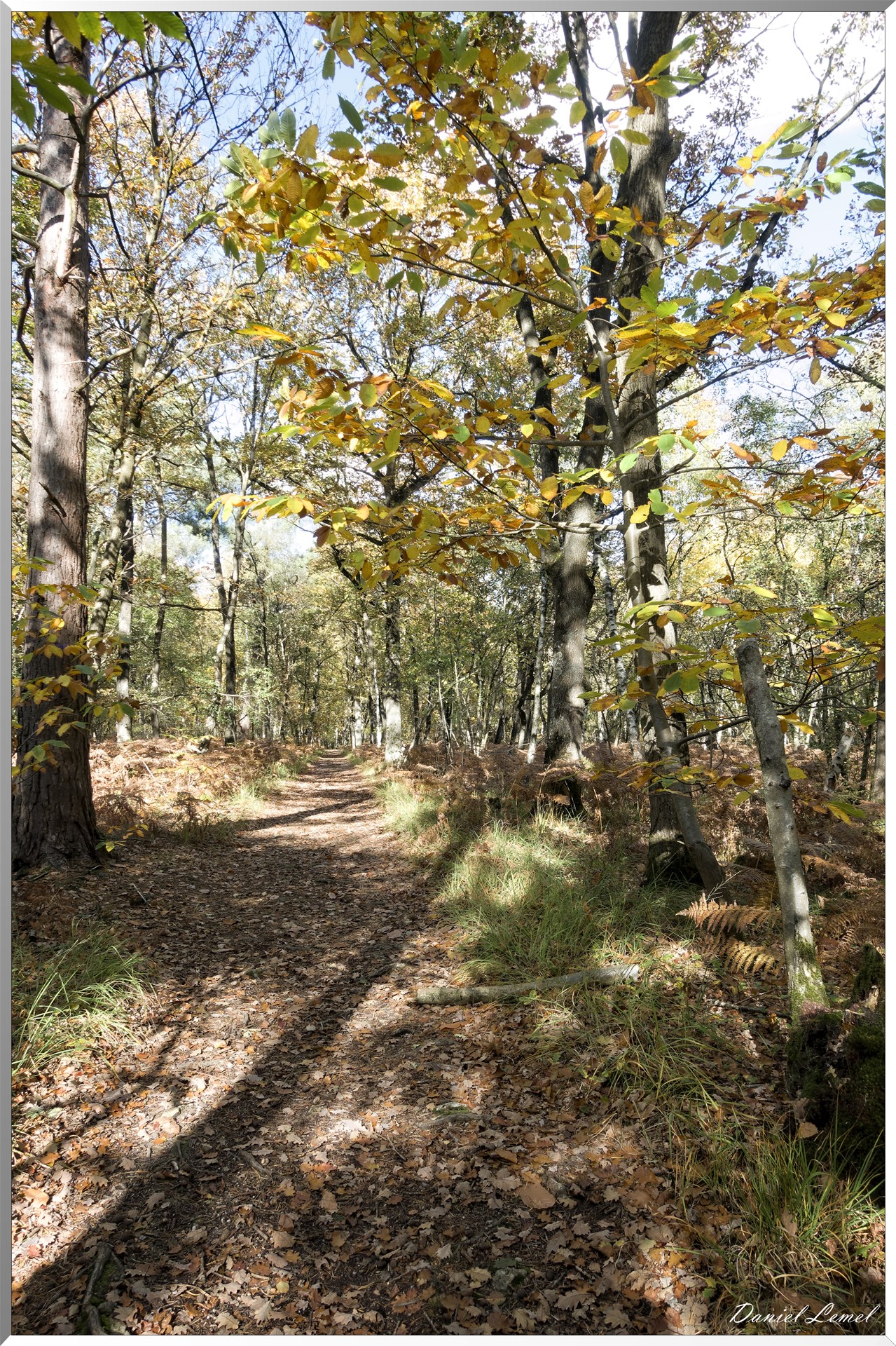 Bois de Brillehaut à l'Automne