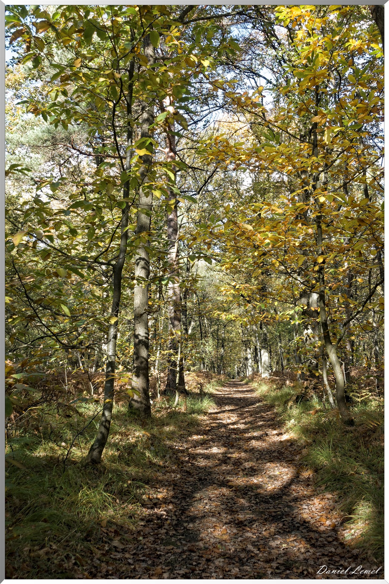 Bois de Brillehaut à l'Automne
