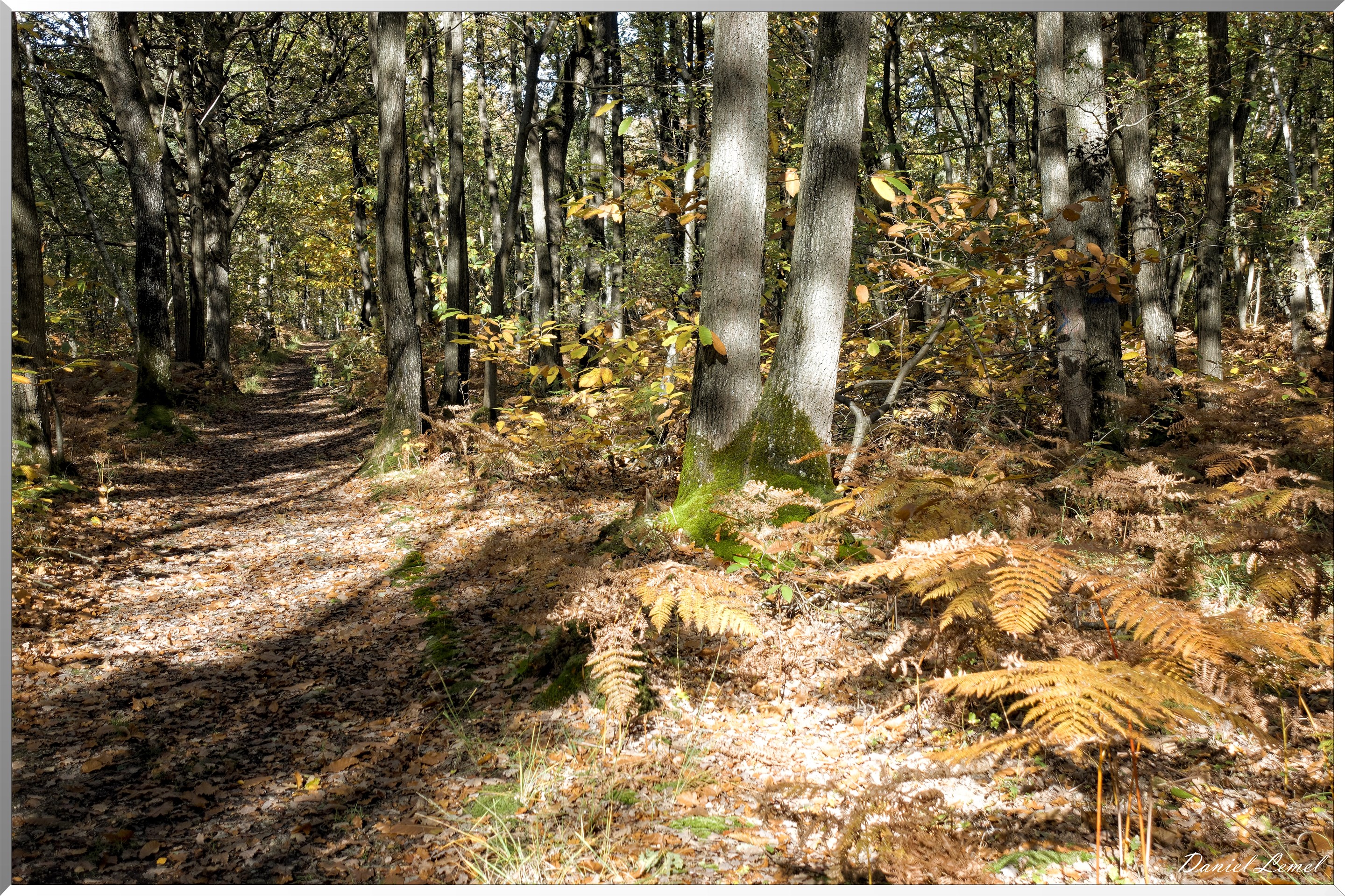 Bois de Brillehaut à l'Automne