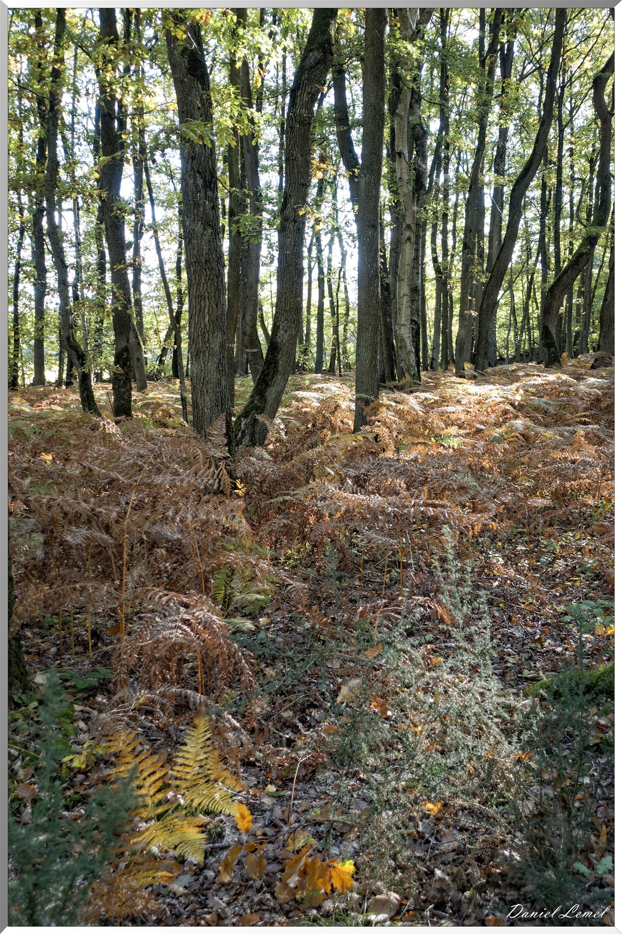 Bois de Brillehaut à l'Automne