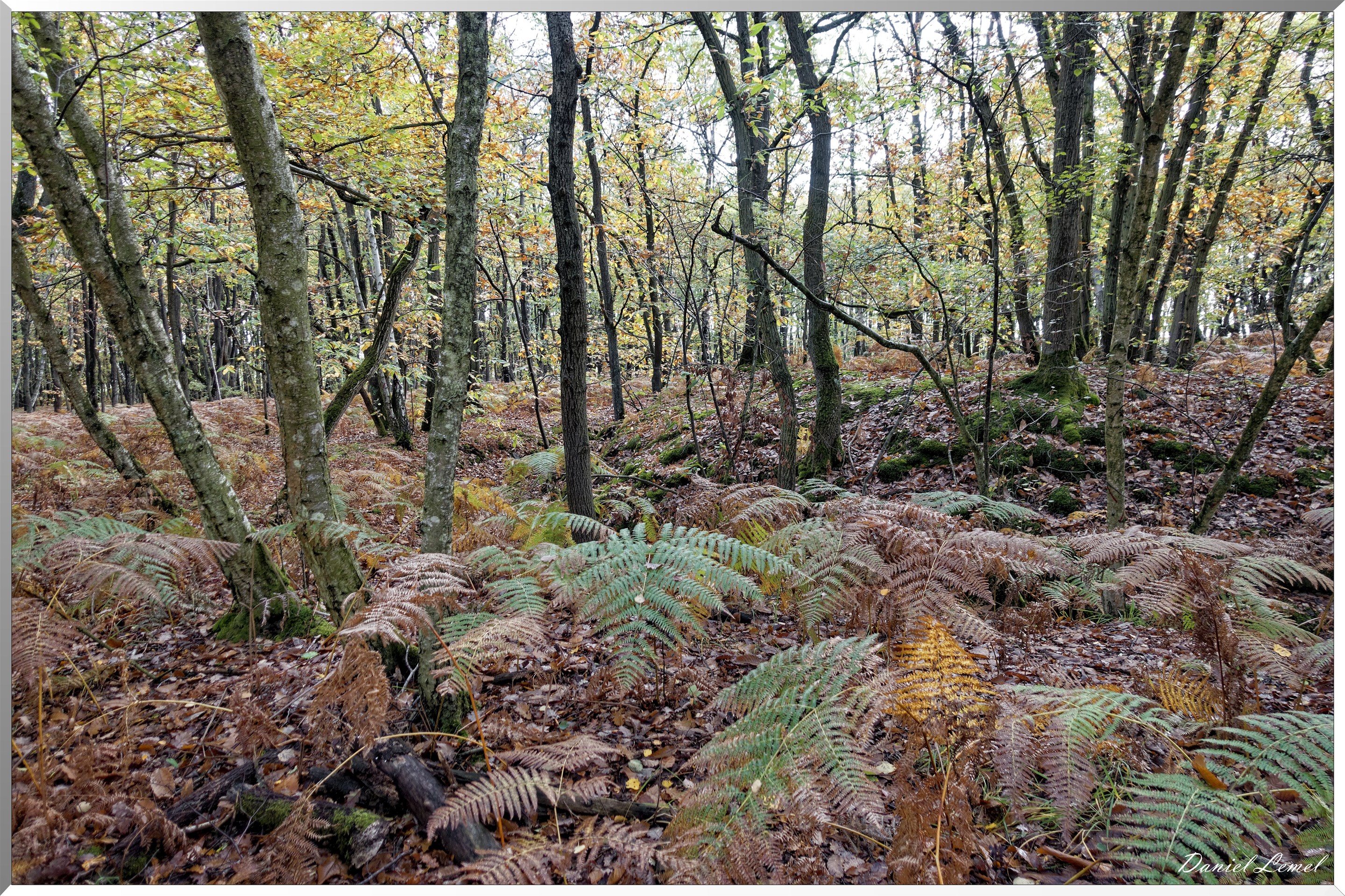 Bois de Brillehaut à l'Automne