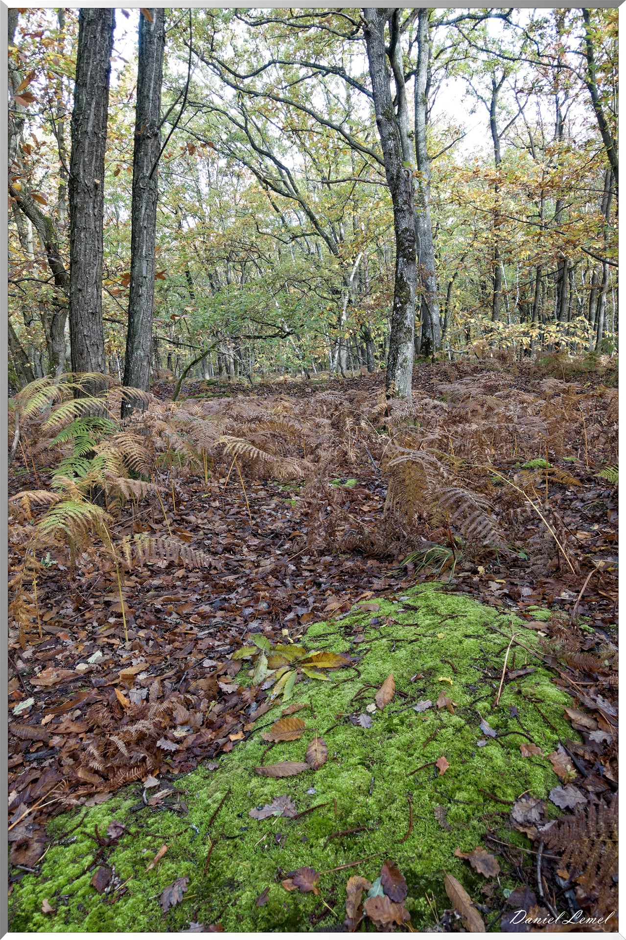 Bois de Brillehaut à l'Automne