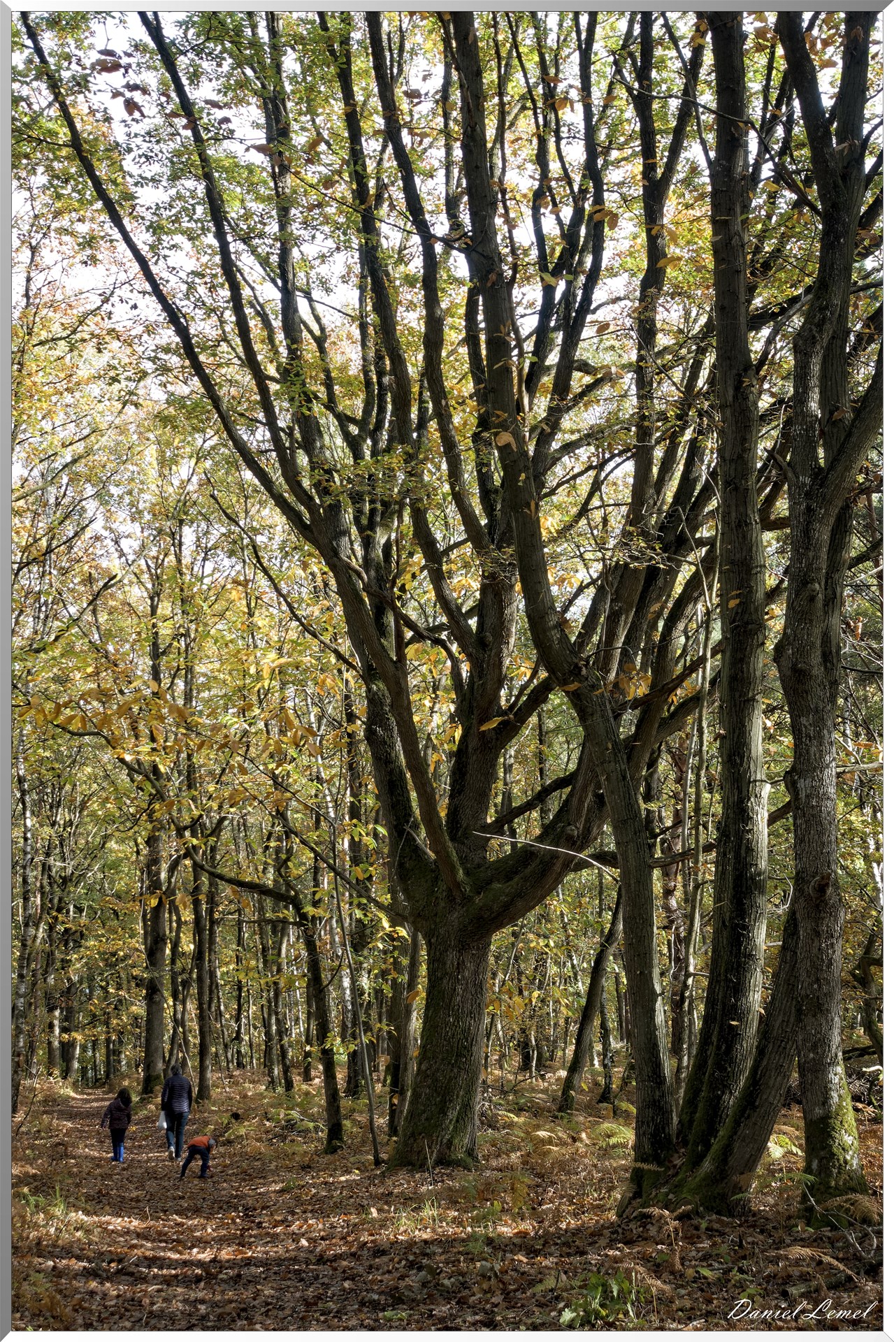 Bois de Brillehaut à l'Automne