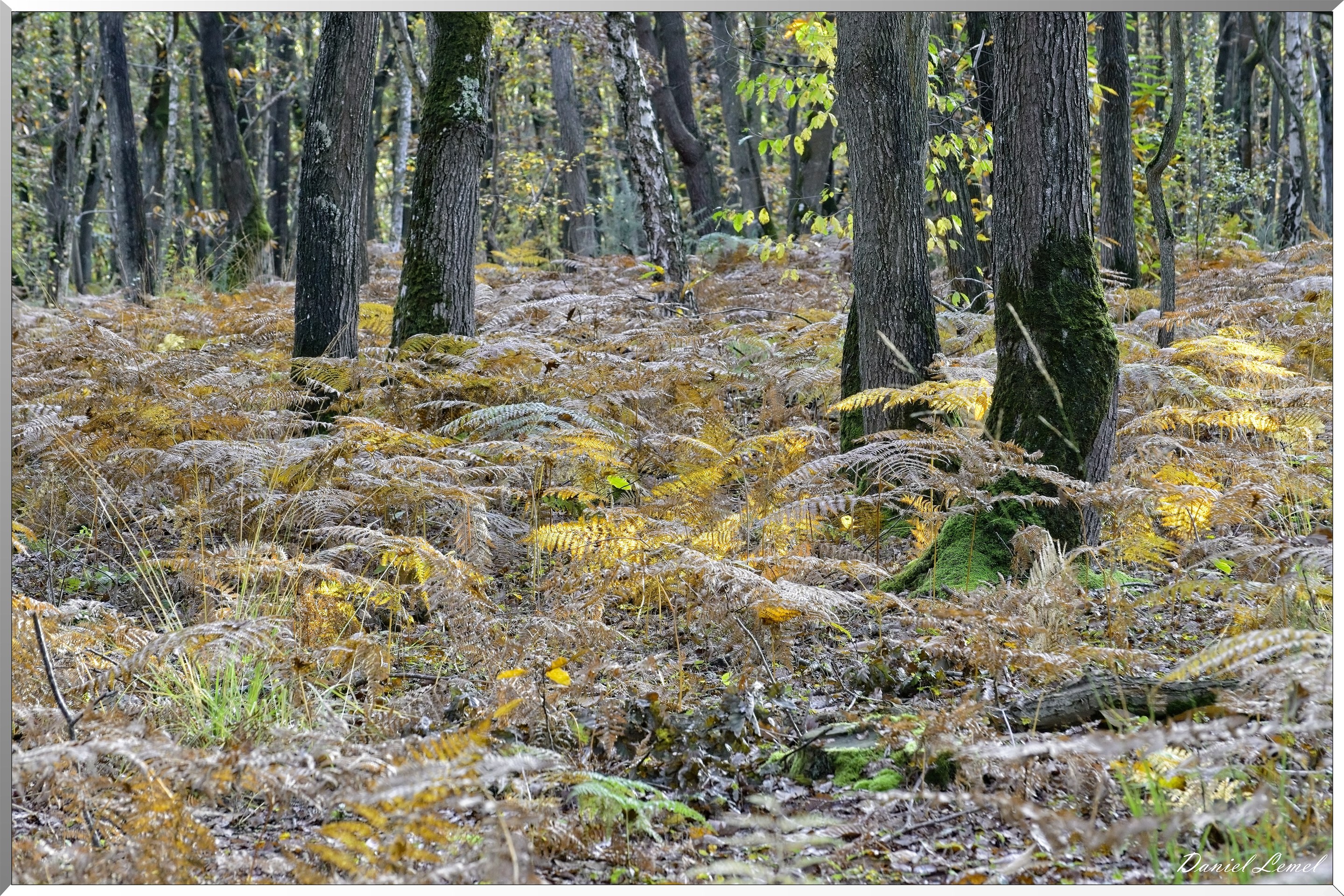 Bois de Brillehaut à l'Automne