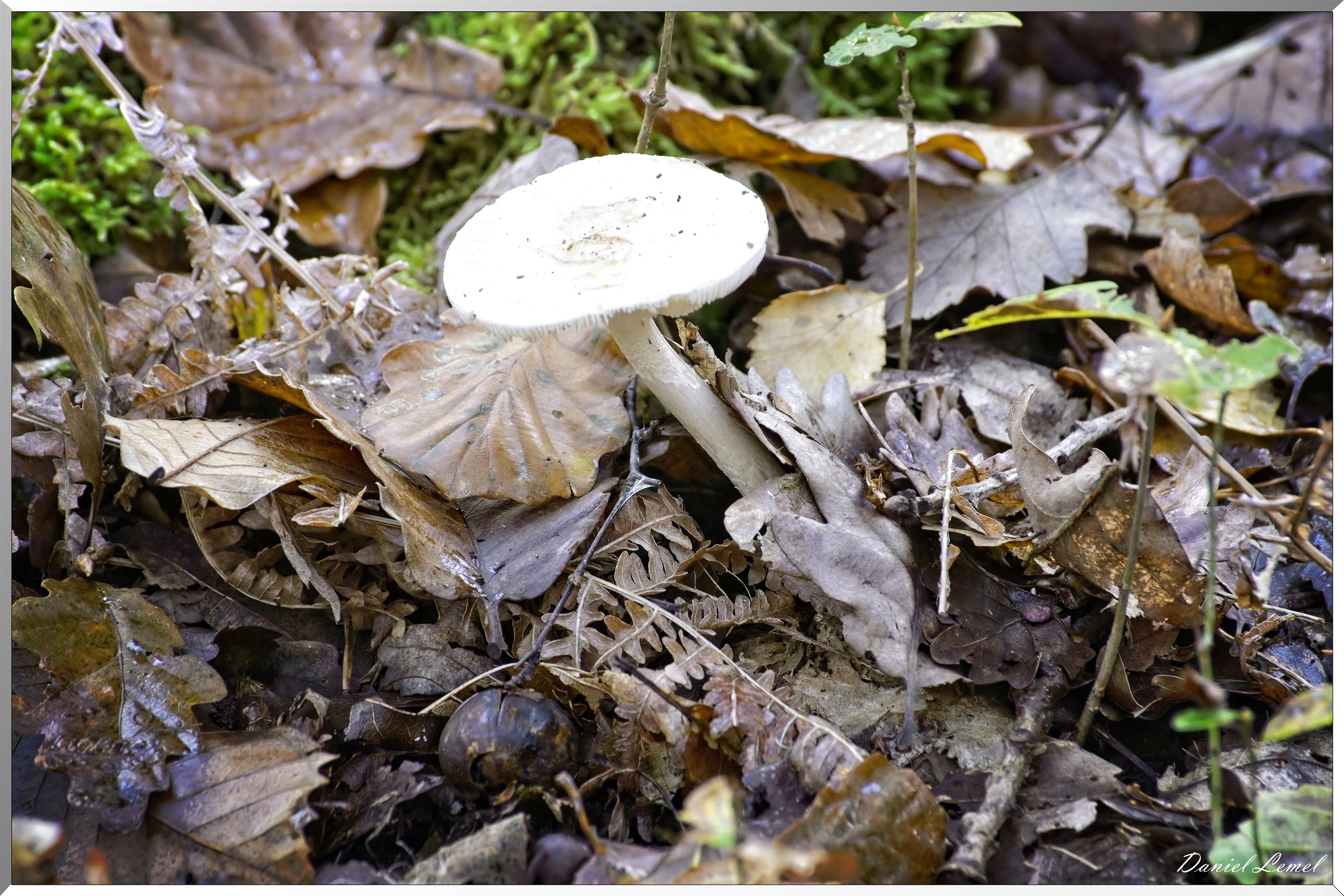Bois de Brillehaut à l'Automne