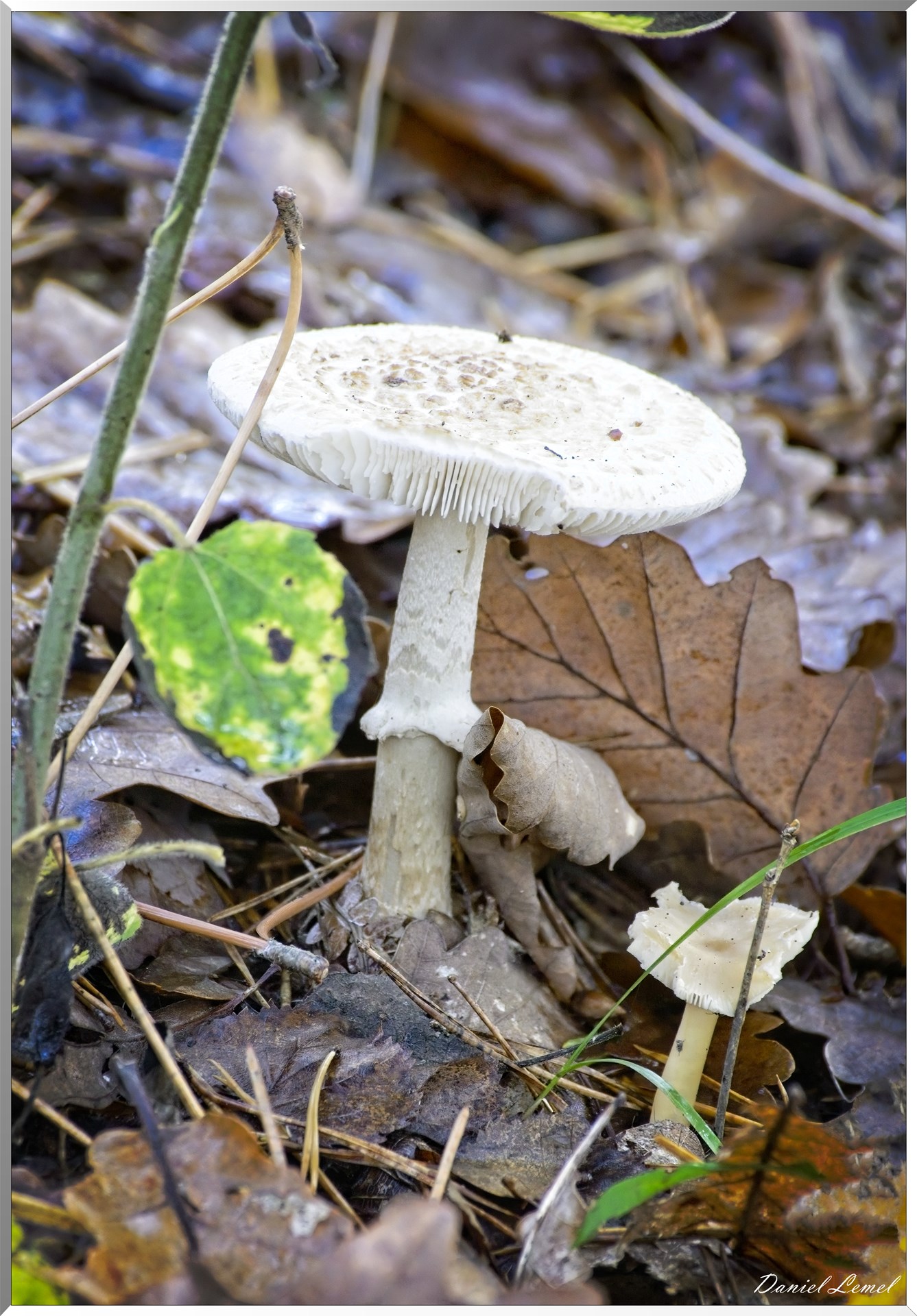 Bois de Brillehaut à l'Automne