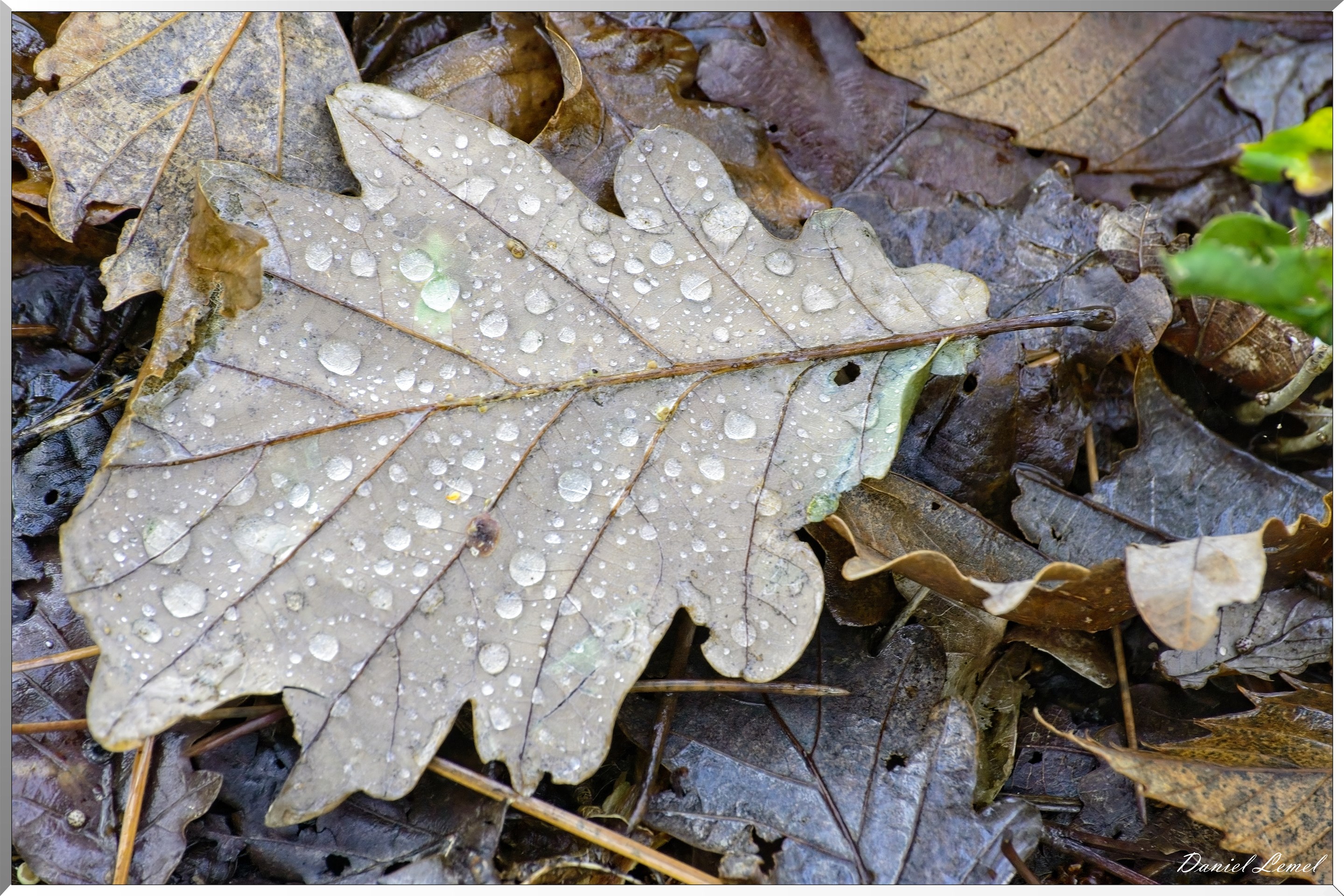 Bois de Brillehaut à l'Automne