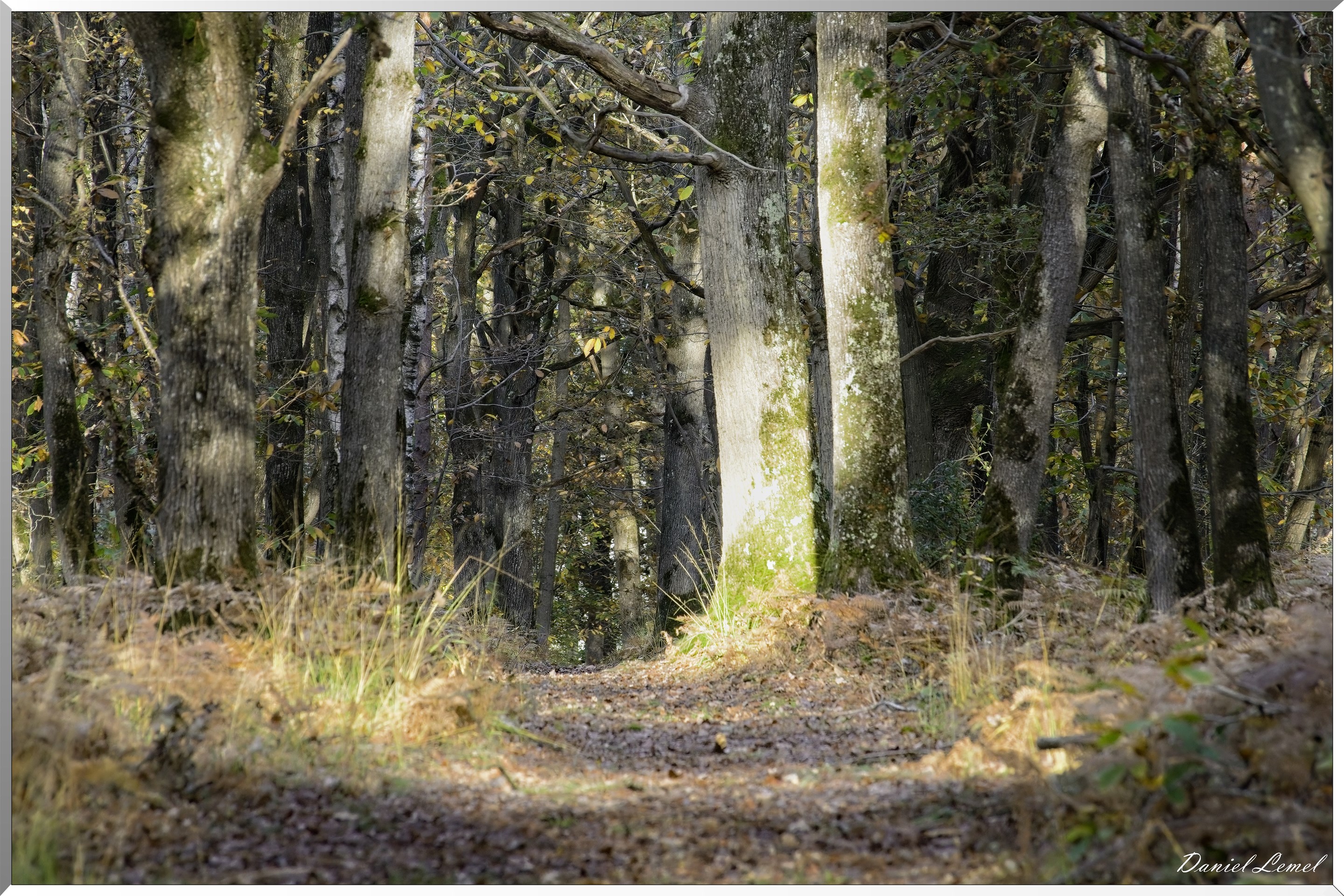 Bois de Brillehaut à l'Automne