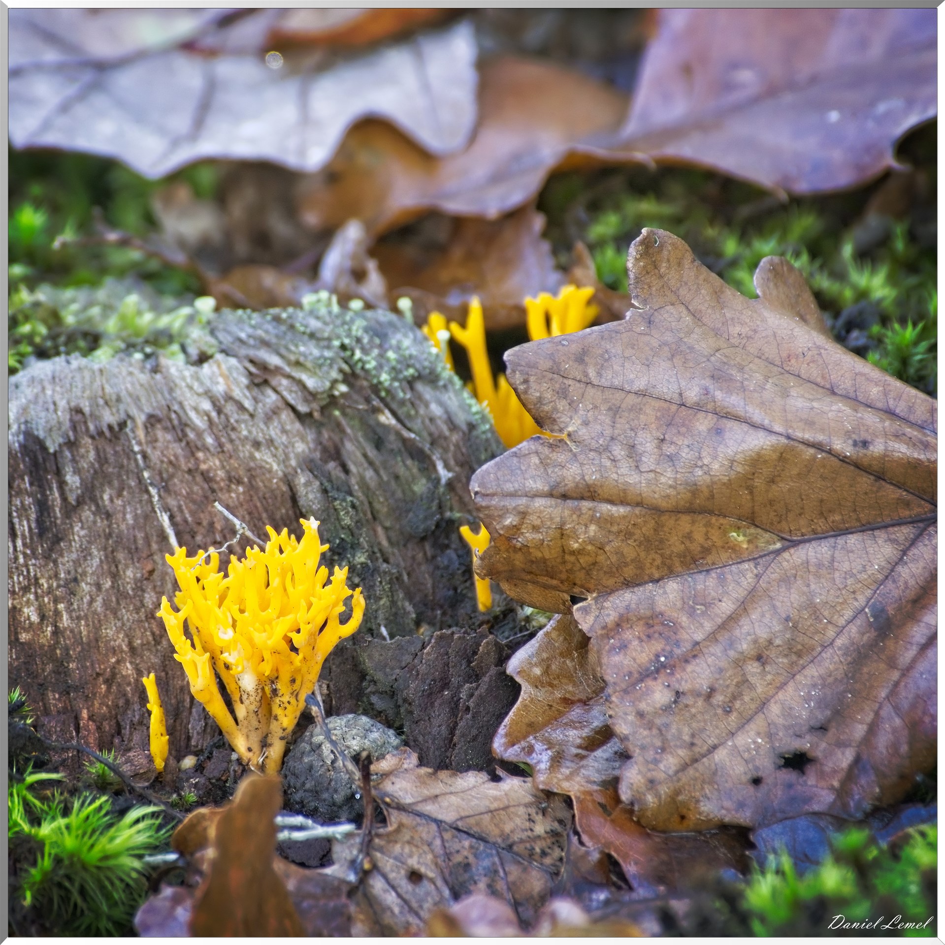 Bois de Brillehaut à l'Automne