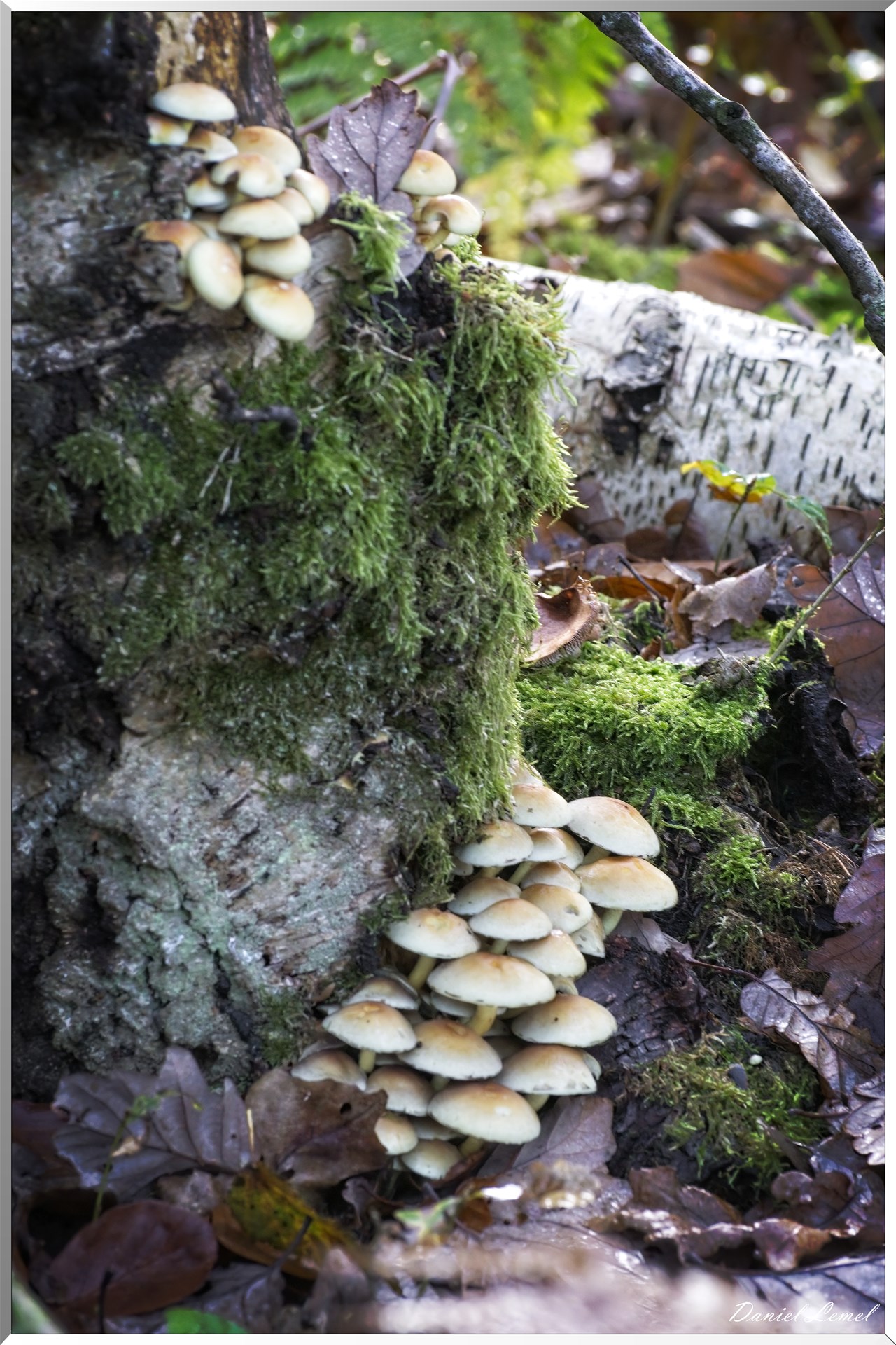 Bois de Brillehaut à l'Automne