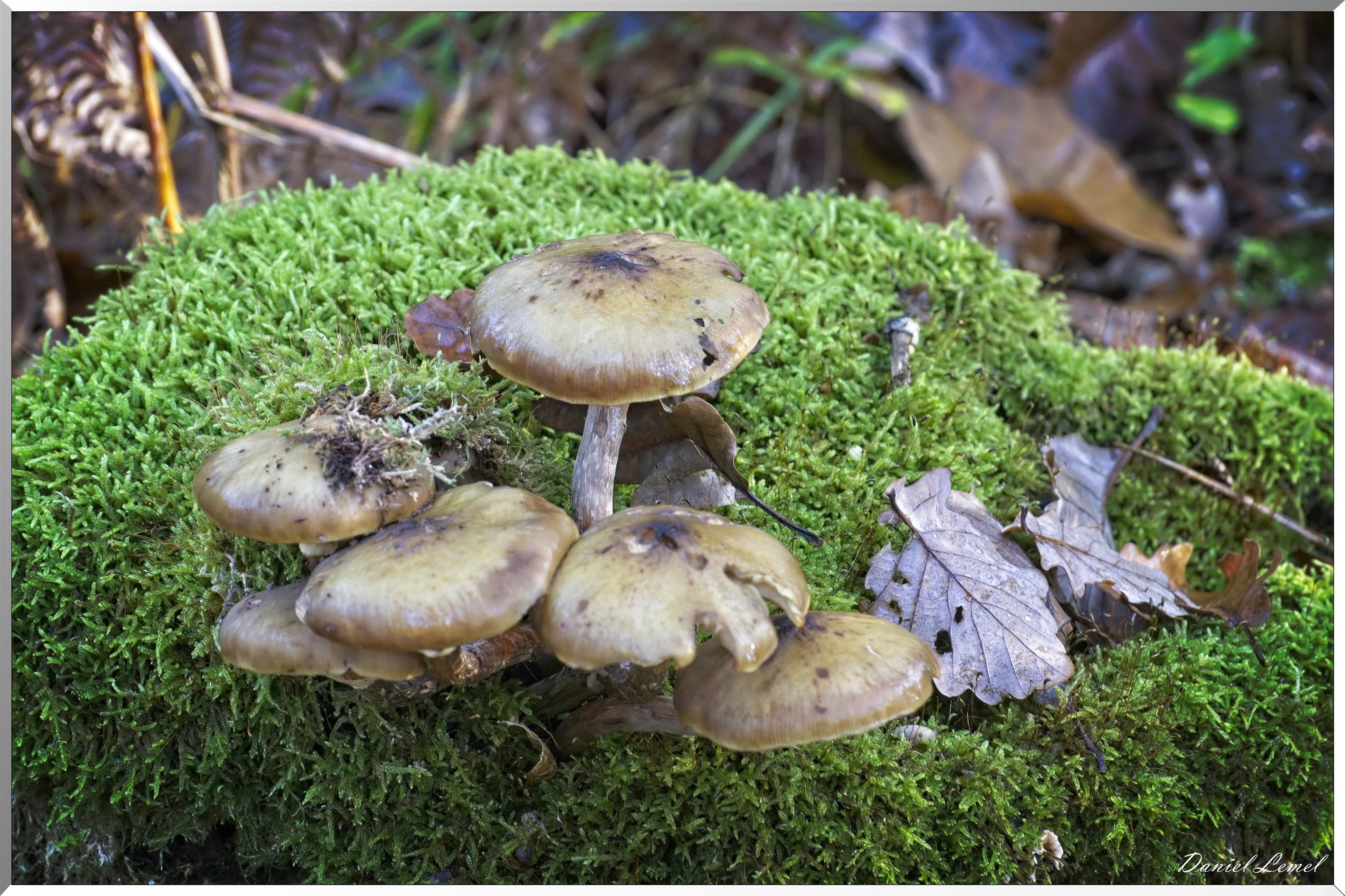 Bois de Brillehaut à l'Automne