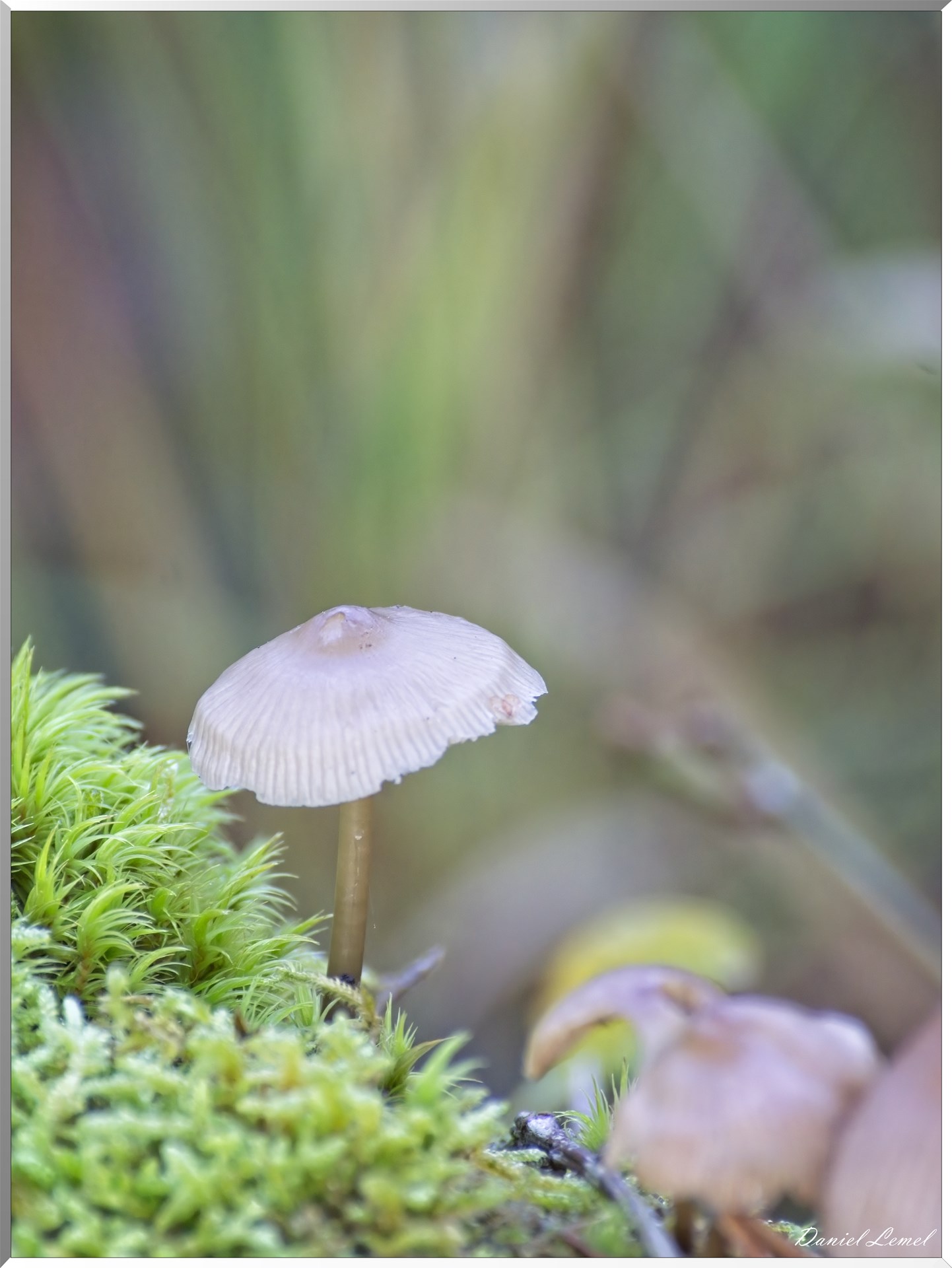 Bois de Brillehaut à l'Automne