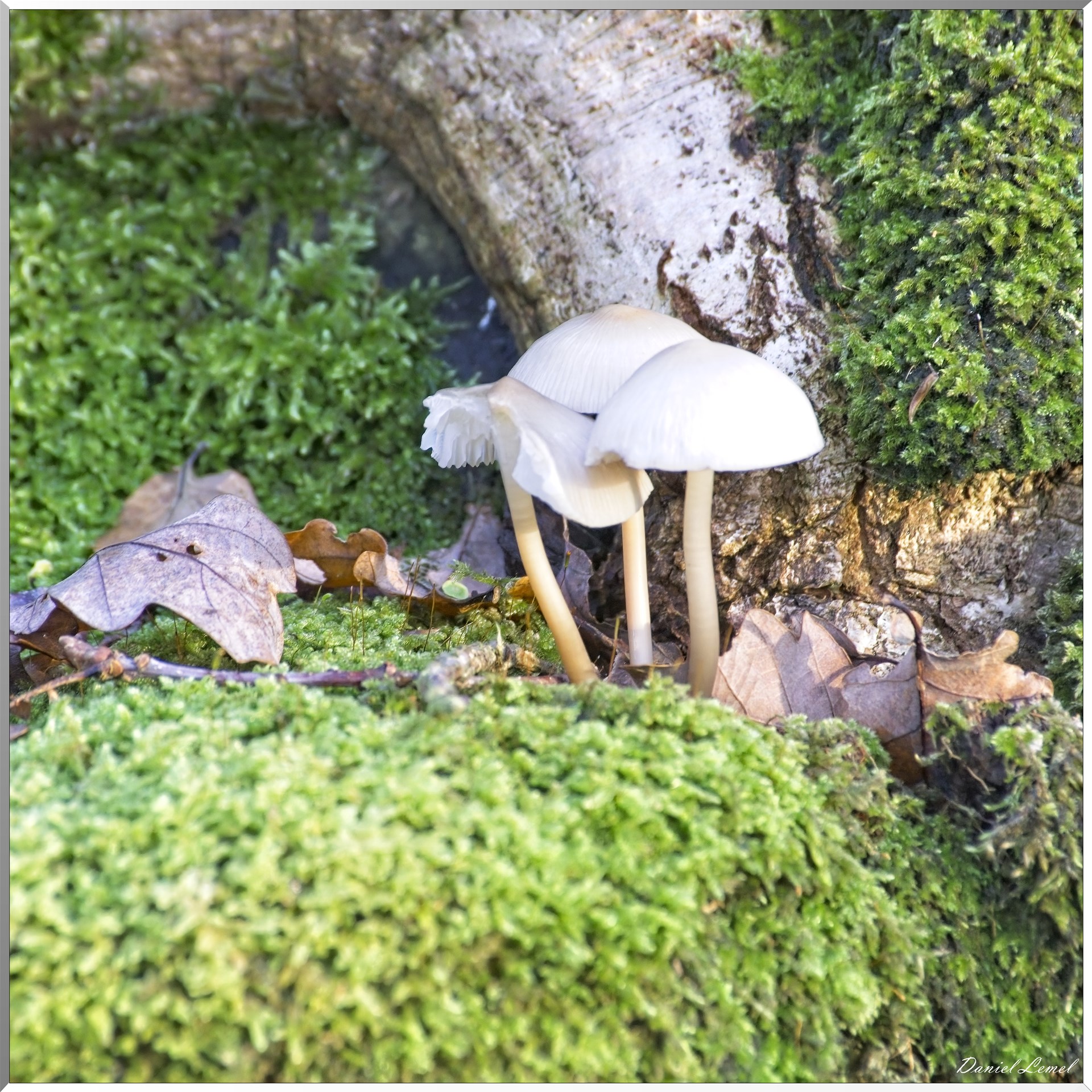 Bois de Brillehaut à l'Automne