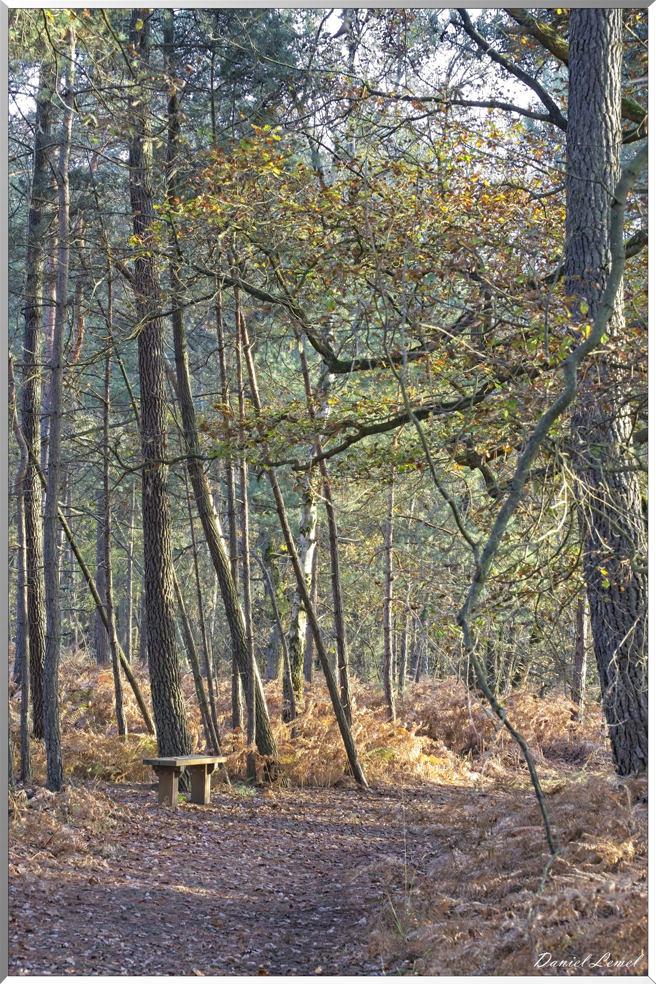 Bois de Brillehaut à l'Automne