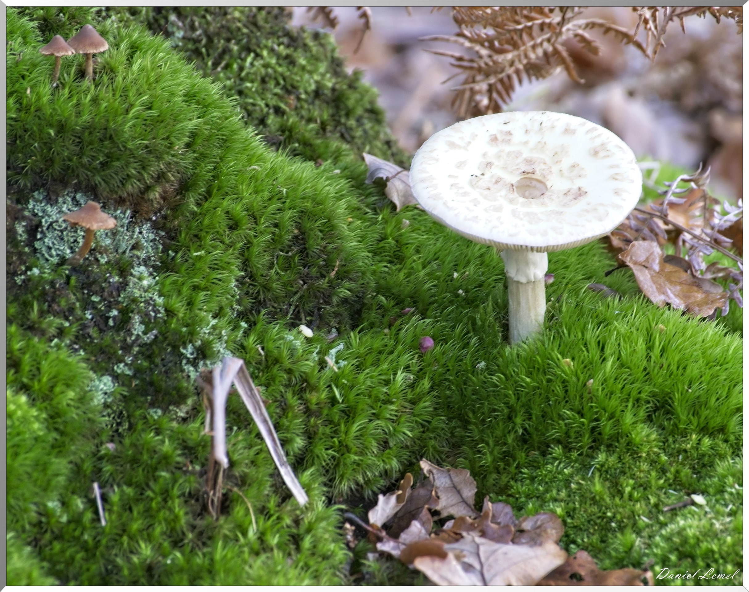 Bois de Brillehaut à l'Automne