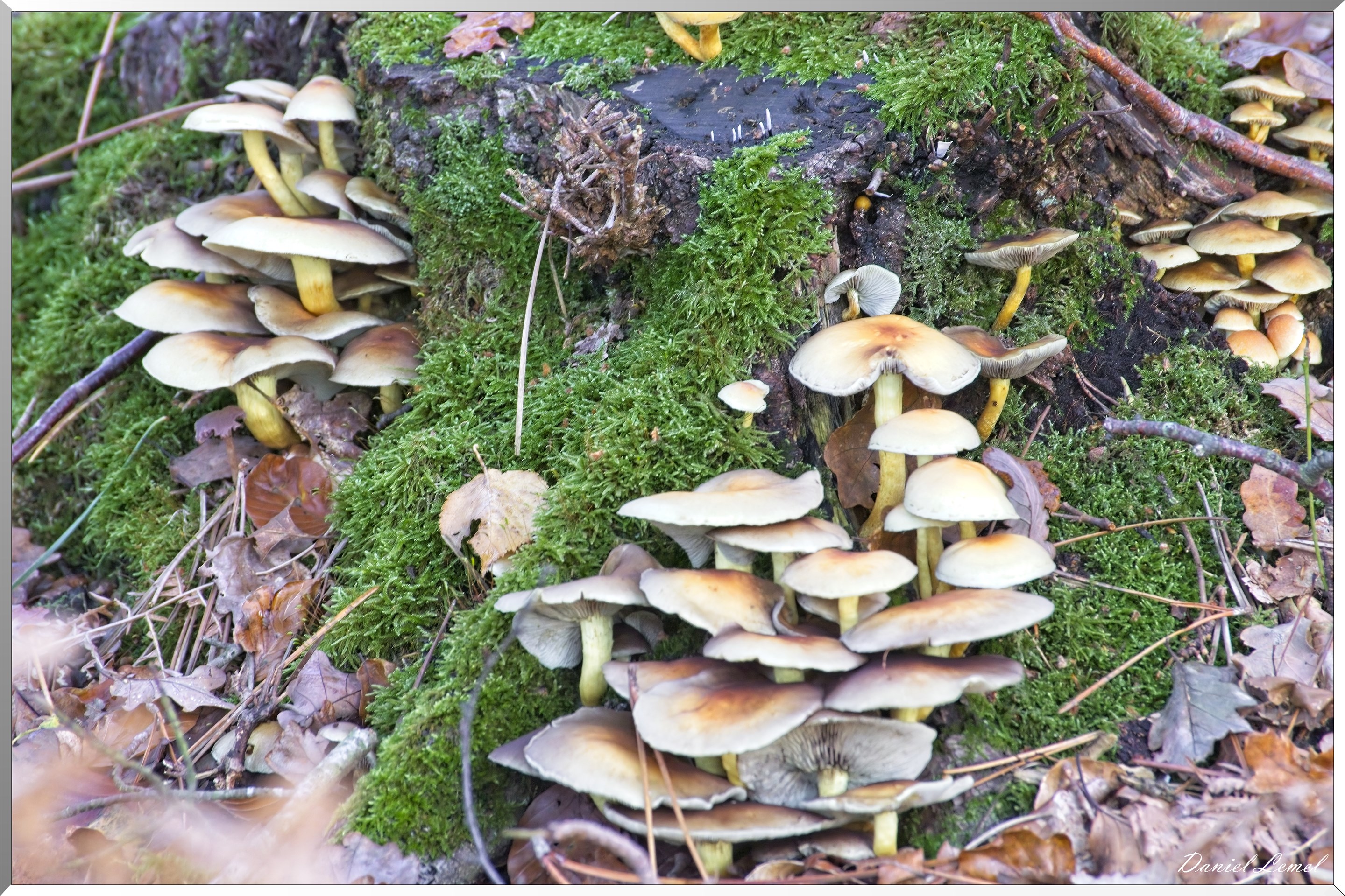 Bois de Brillehaut à l'Automne