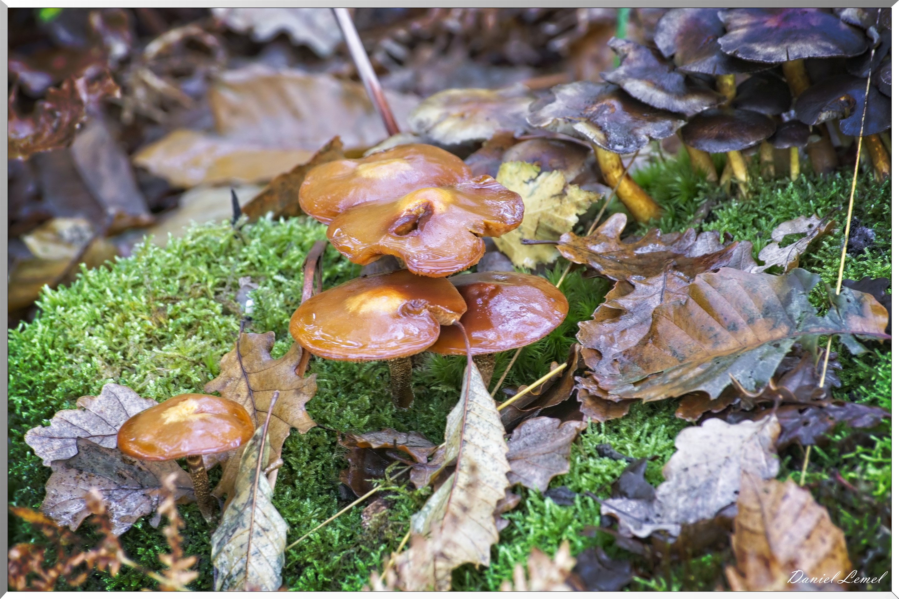 Bois de Brillehaut à l'Automne