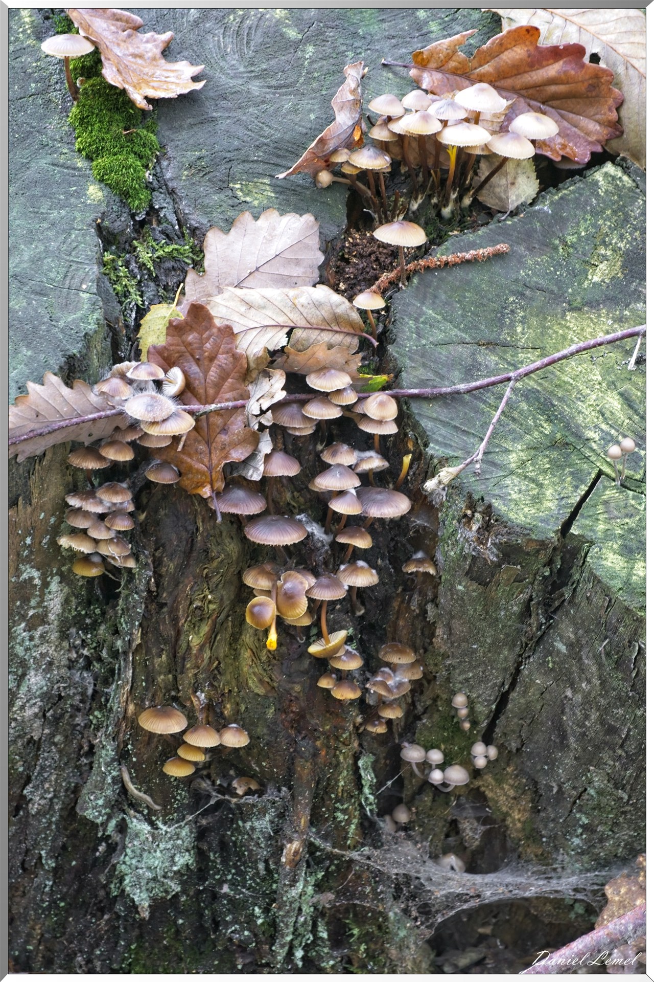 Bois de Brillehaut à l'Automne