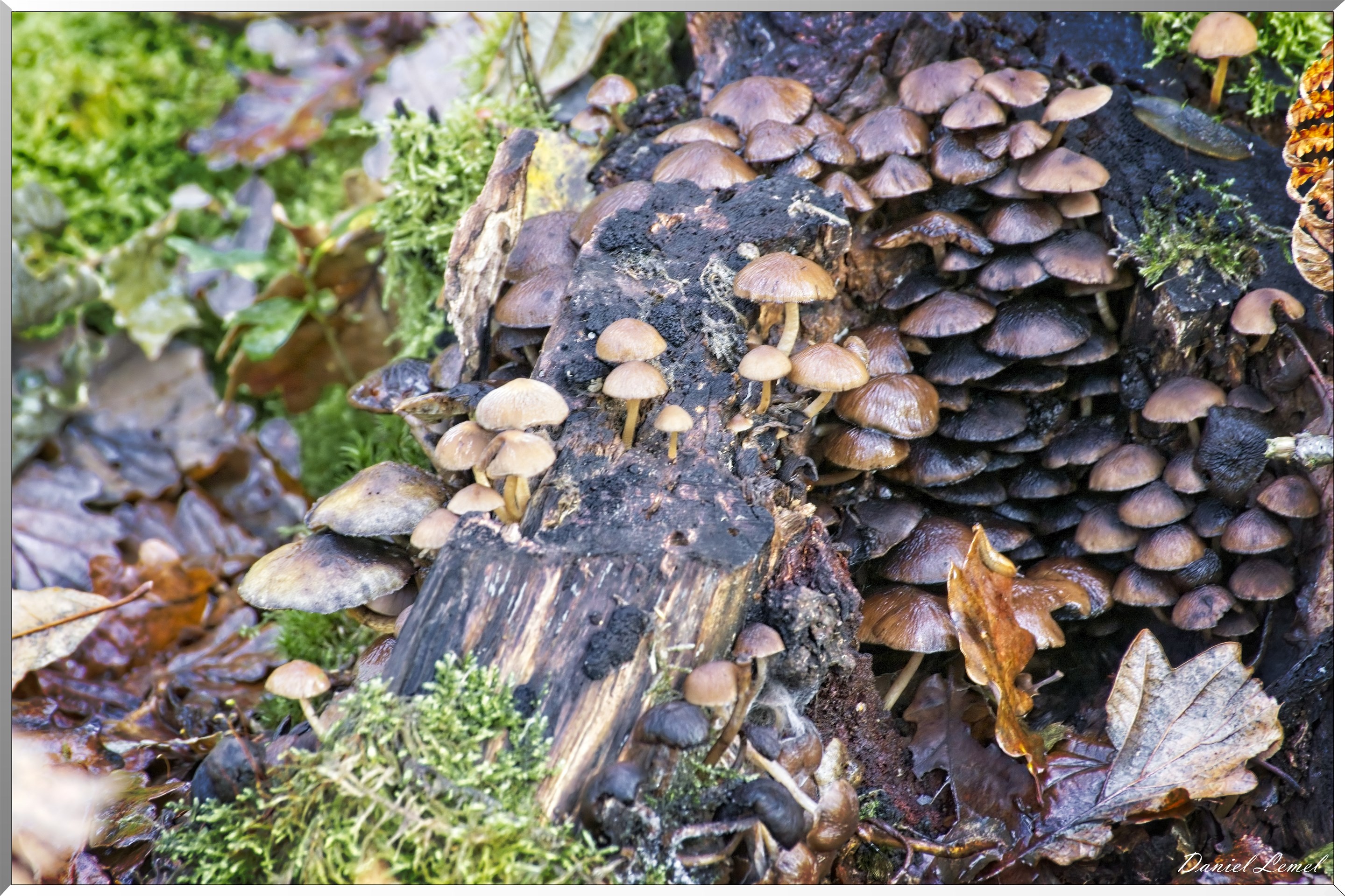 Bois de Brillehaut à l'Automne