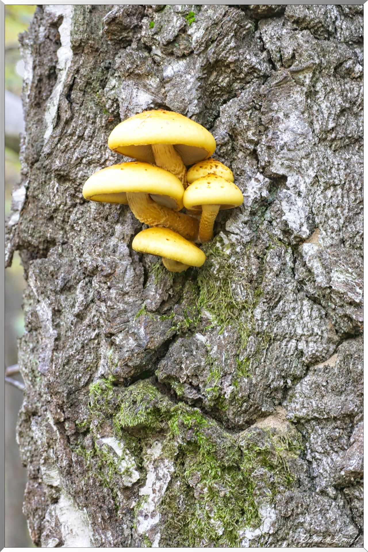 Bois de Brillehaut à l'Automne