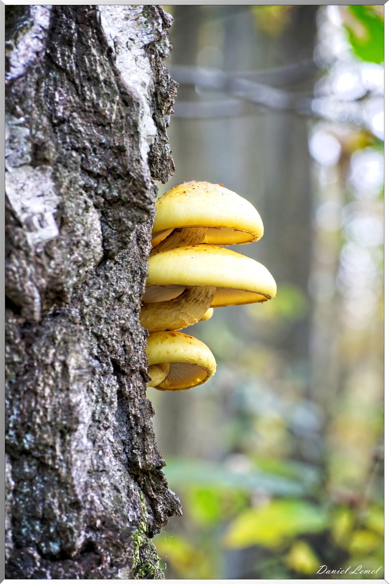 Bois de Brillehaut à l'Automne