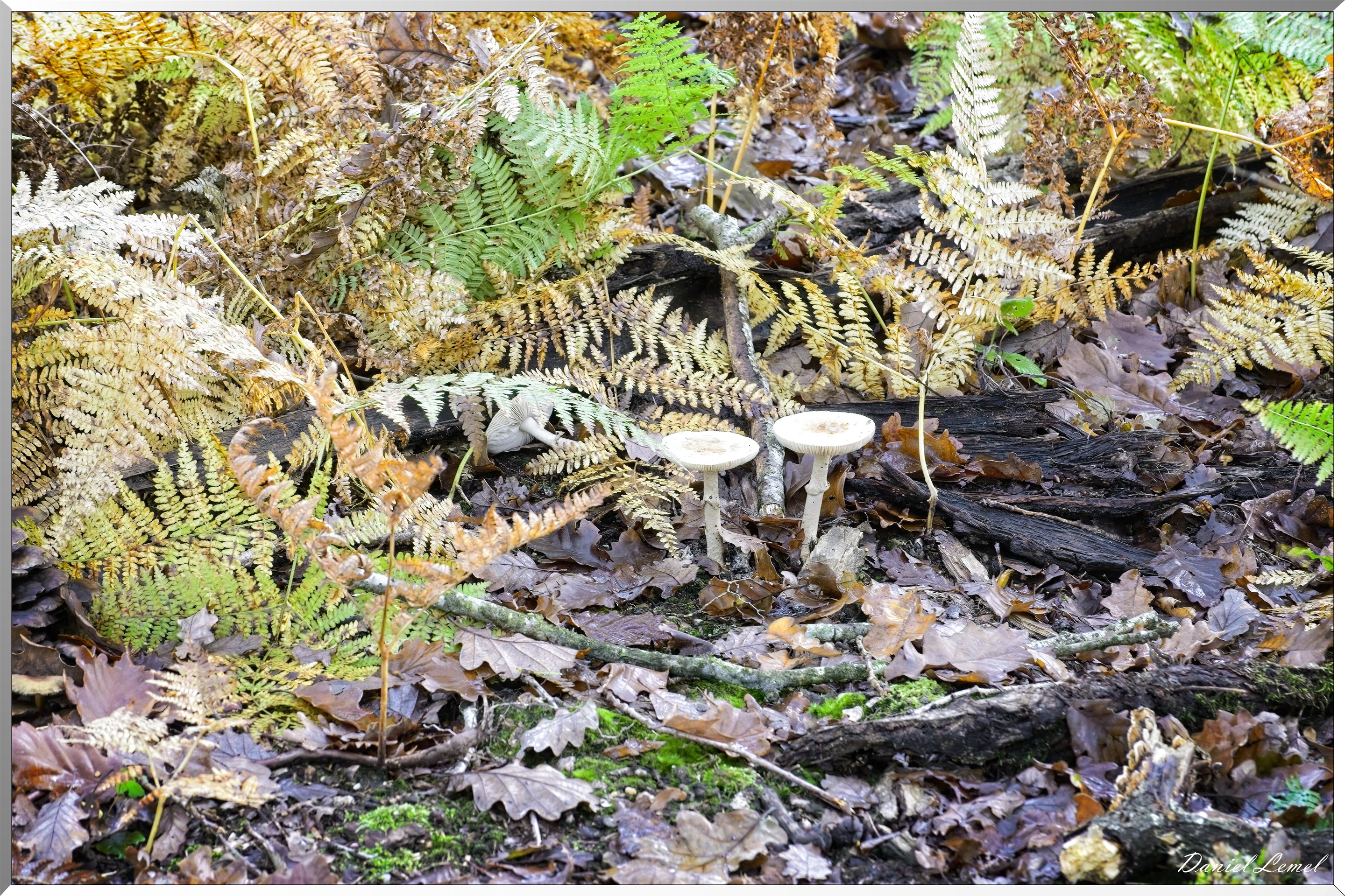 Bois de Brillehaut à l'Automne