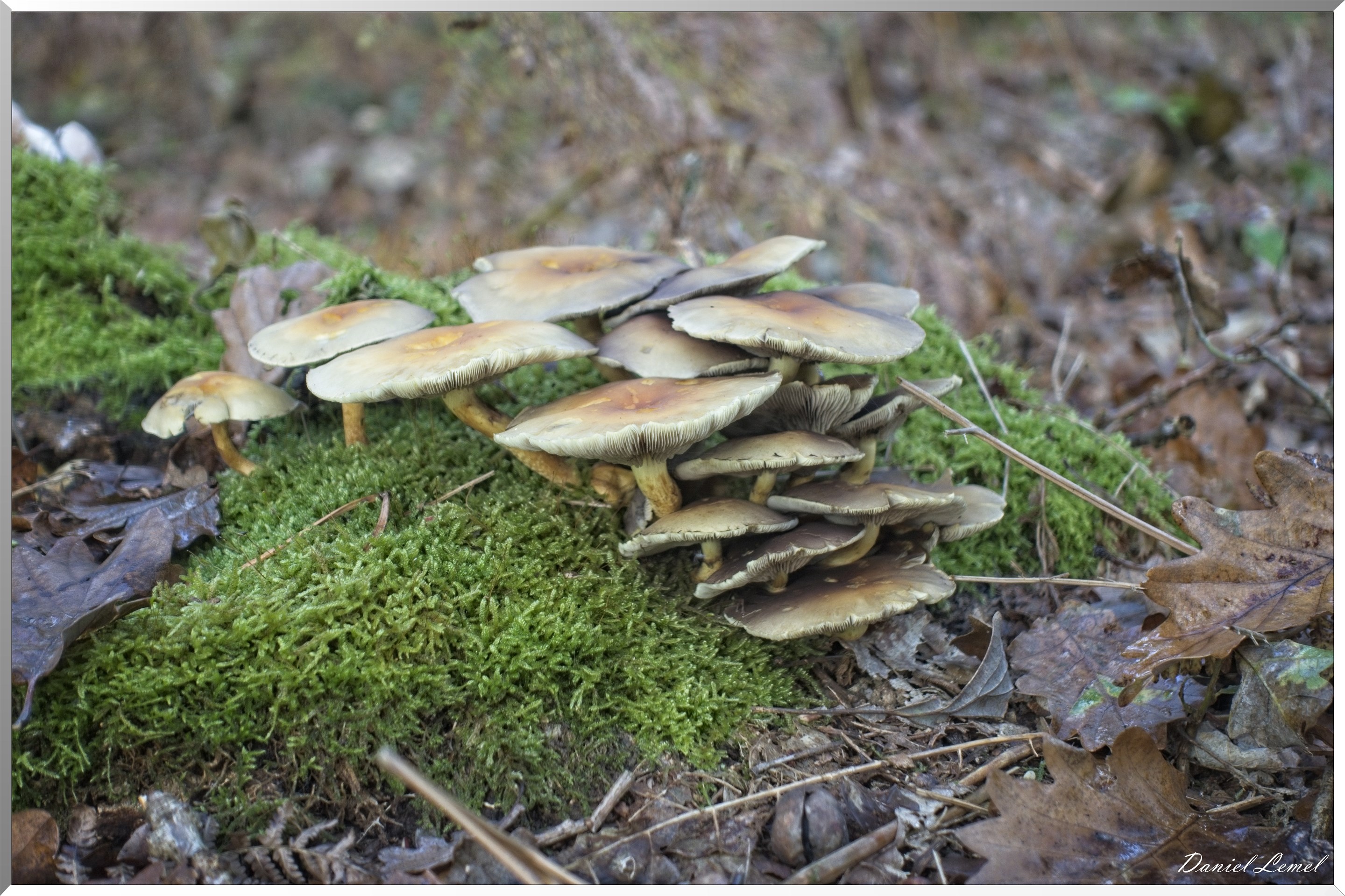 Bois de Brillehaut à l'Automne